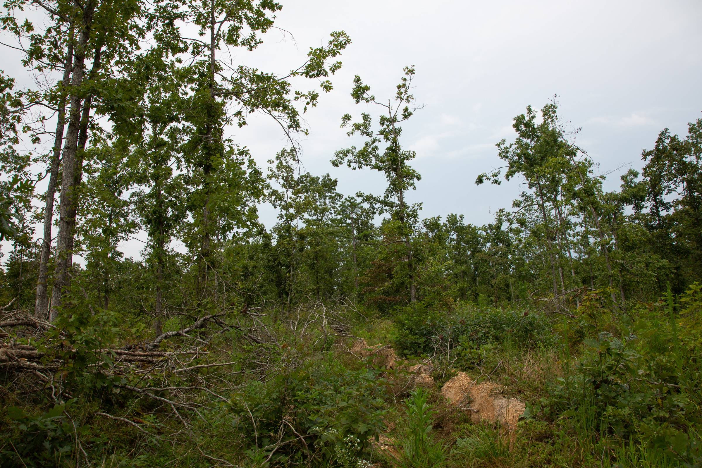 Borgmann’s Hollow Phase I Tract 24 photo 12