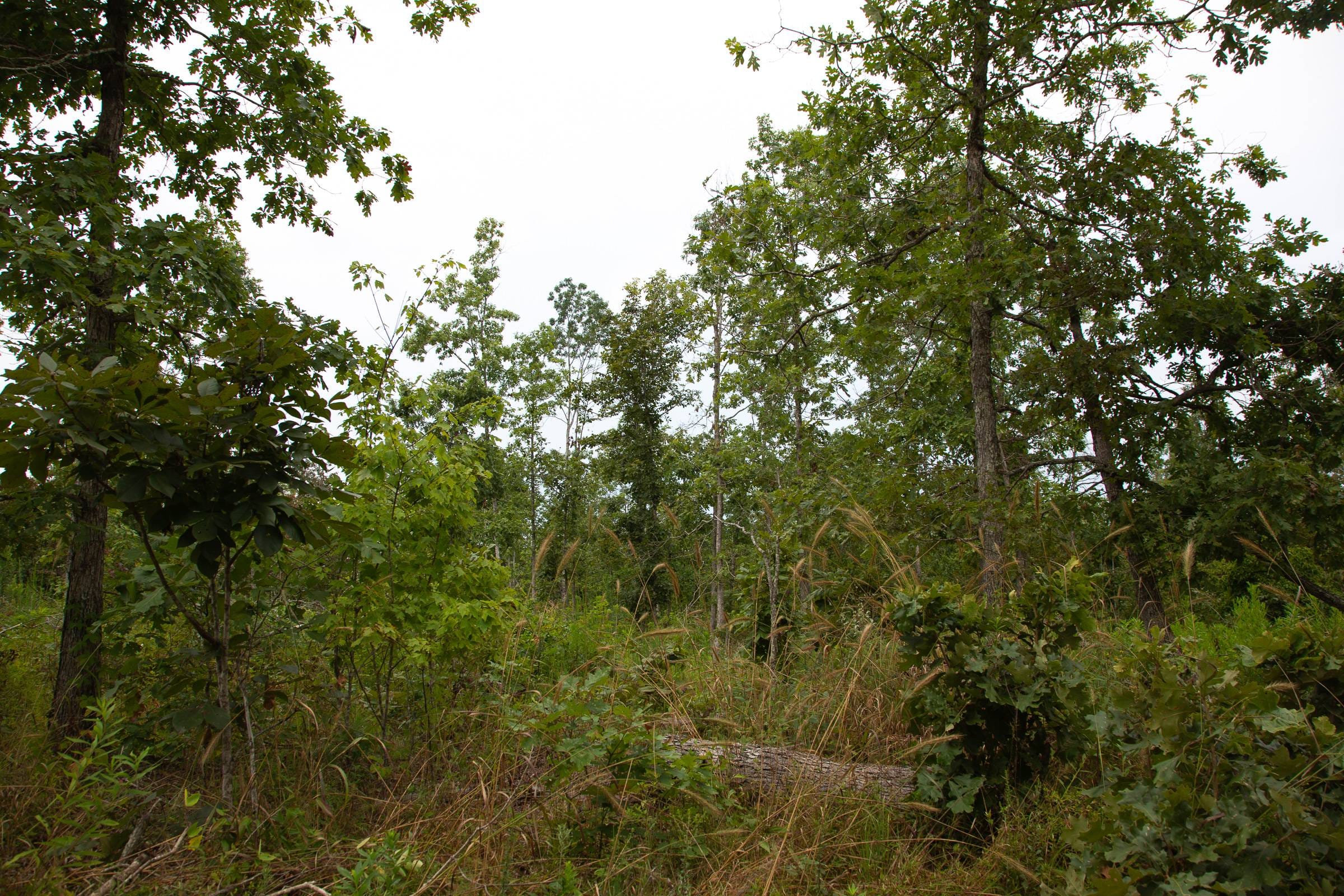Borgmann’s Hollow Phase I Tract 24 photo 14