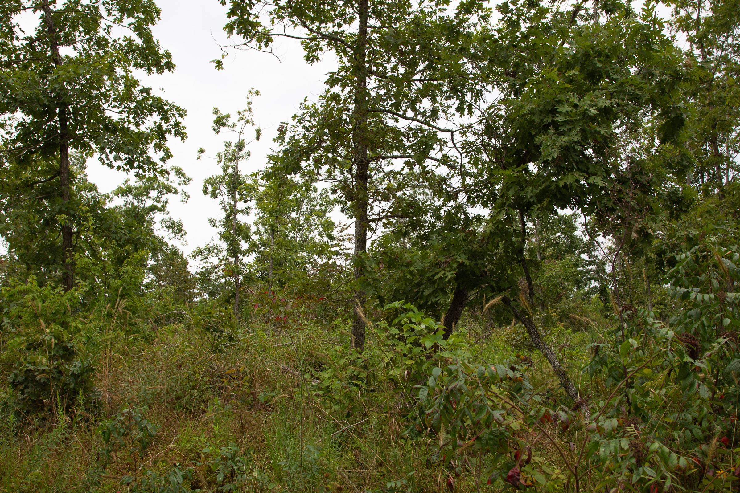 Borgmann’s Hollow Phase I Tract 24 photo 15