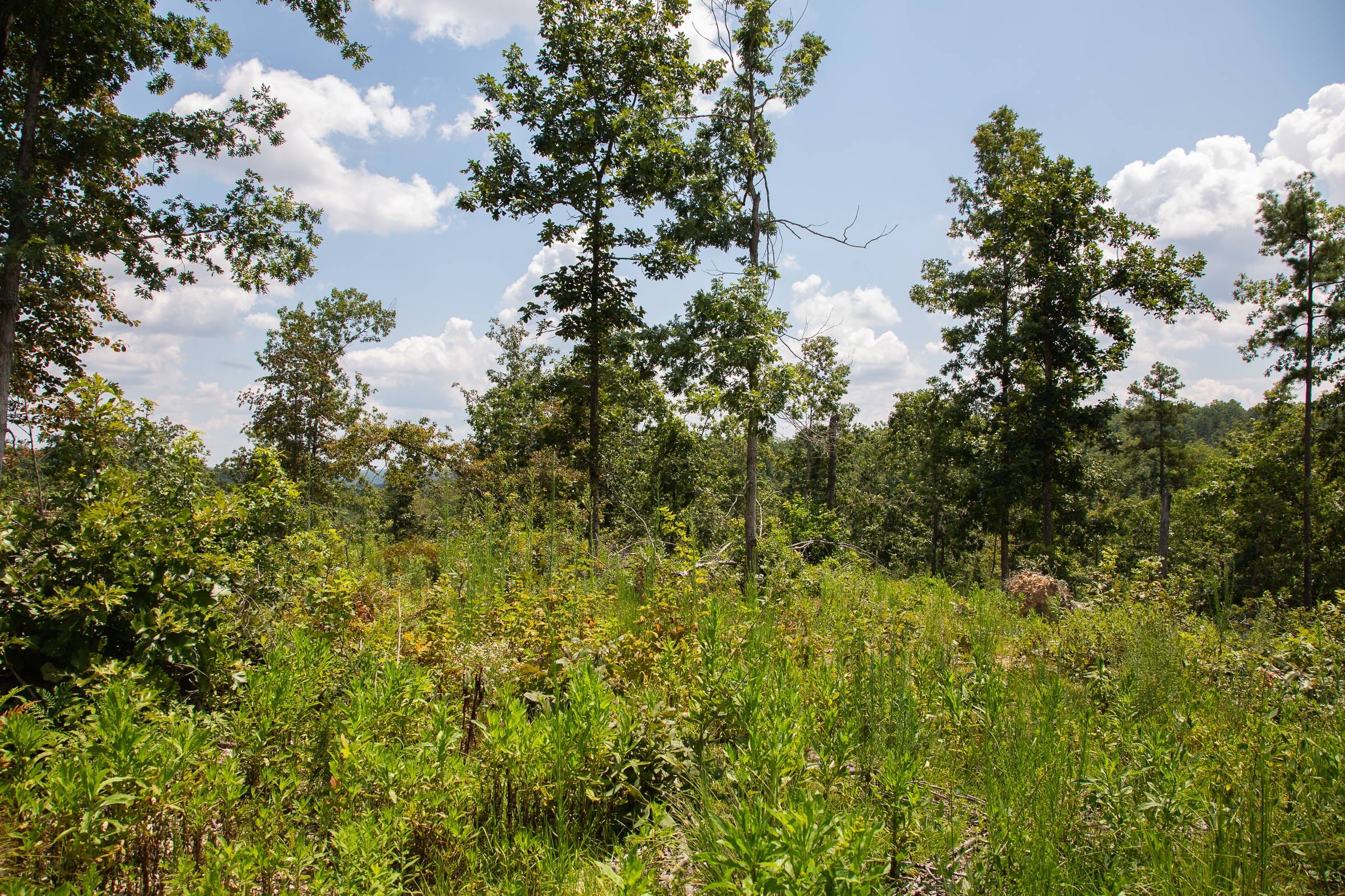 Borgmann’s Hollow Phase I Tract 4 photo 3