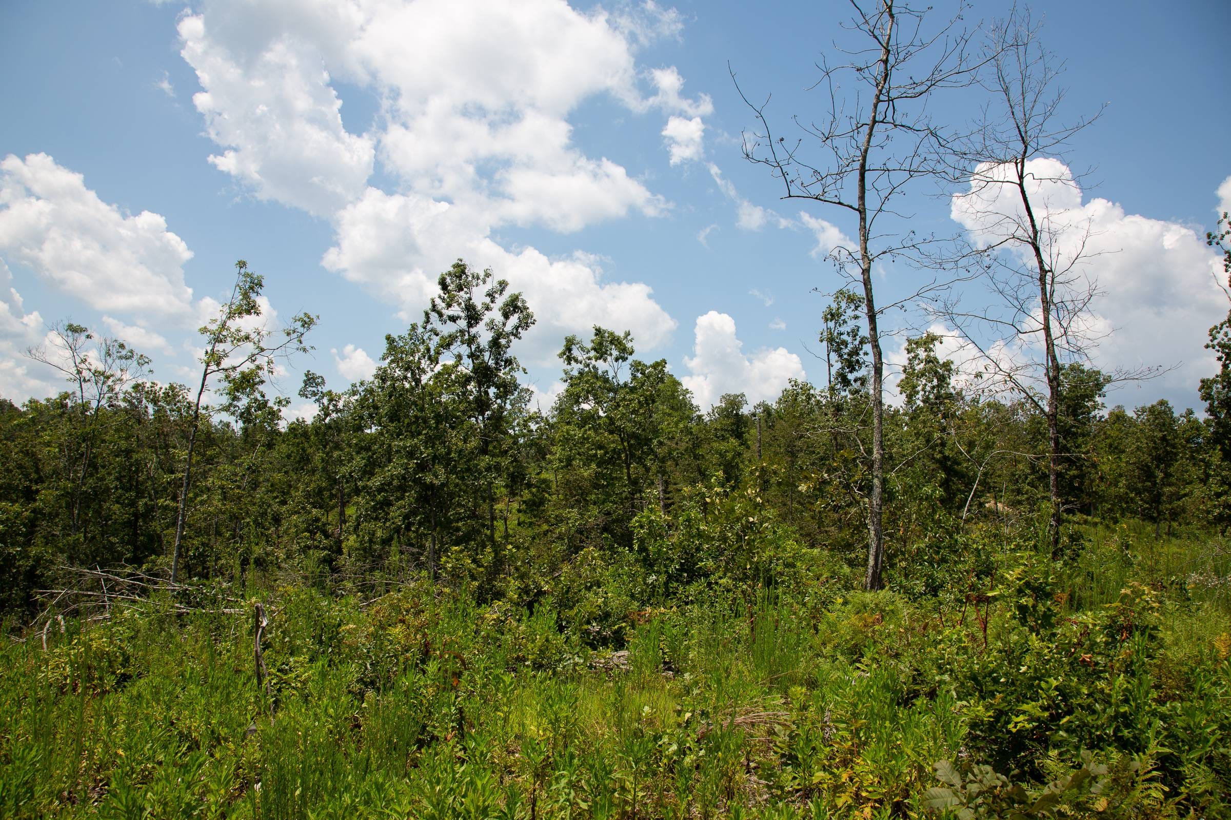 Borgmann’s Hollow Phase I Tract 4 photo 4