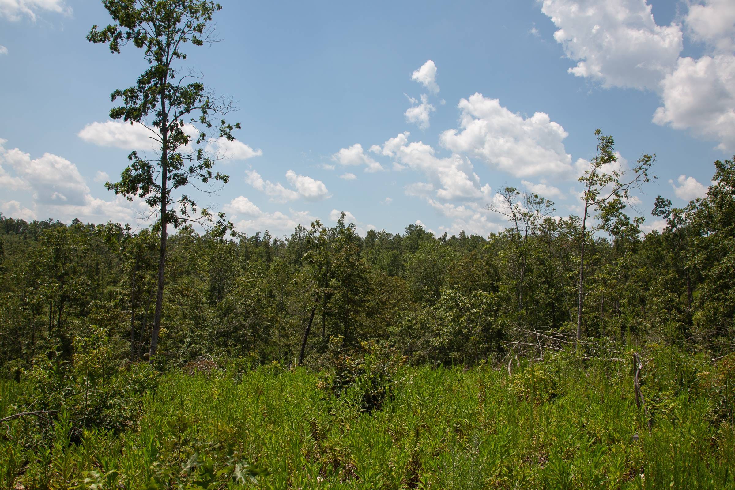 Borgmann’s Hollow Phase I Tract 4 photo 5
