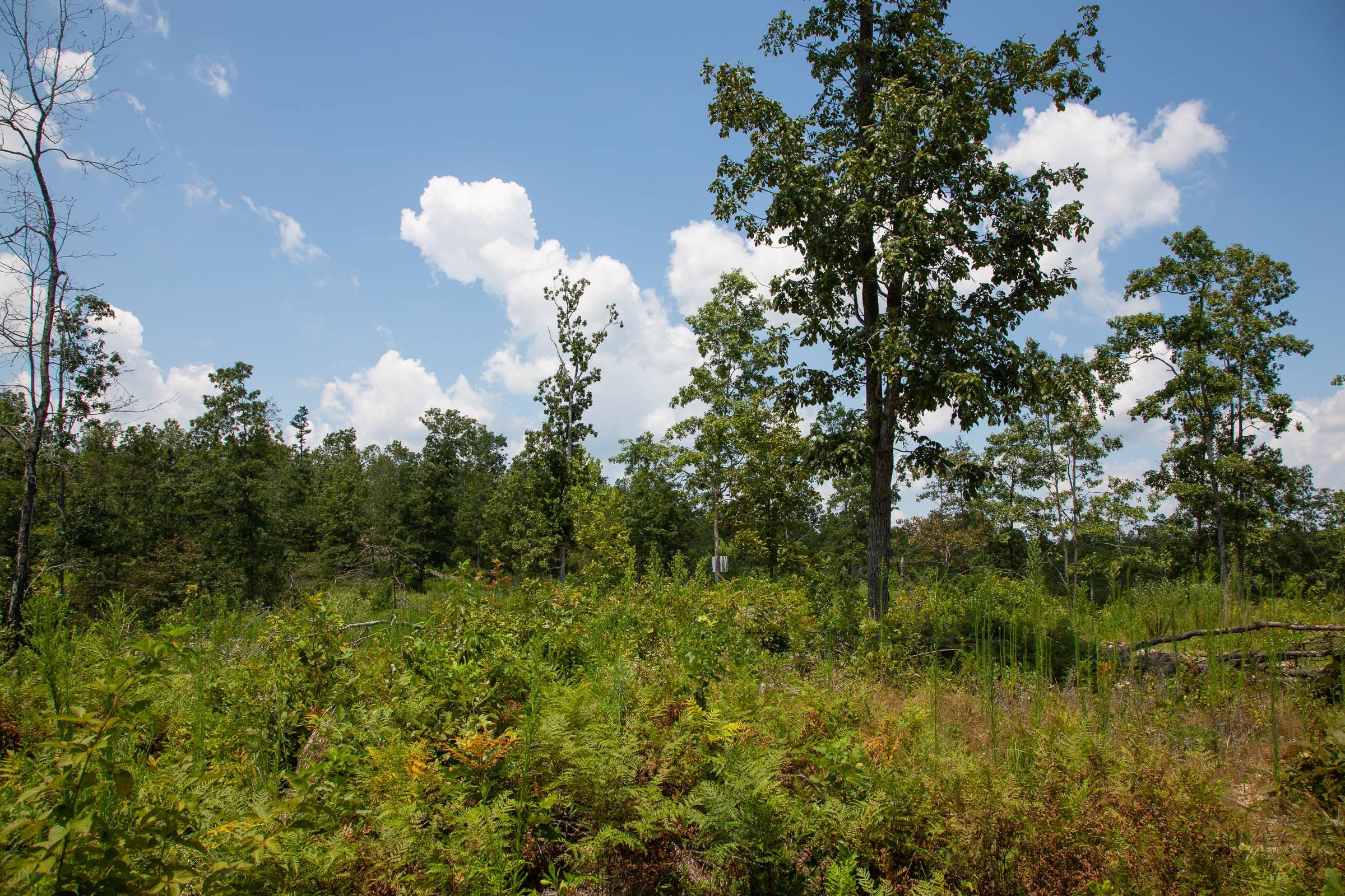 Borgmann’s Hollow Phase I Tract 4 photo 7