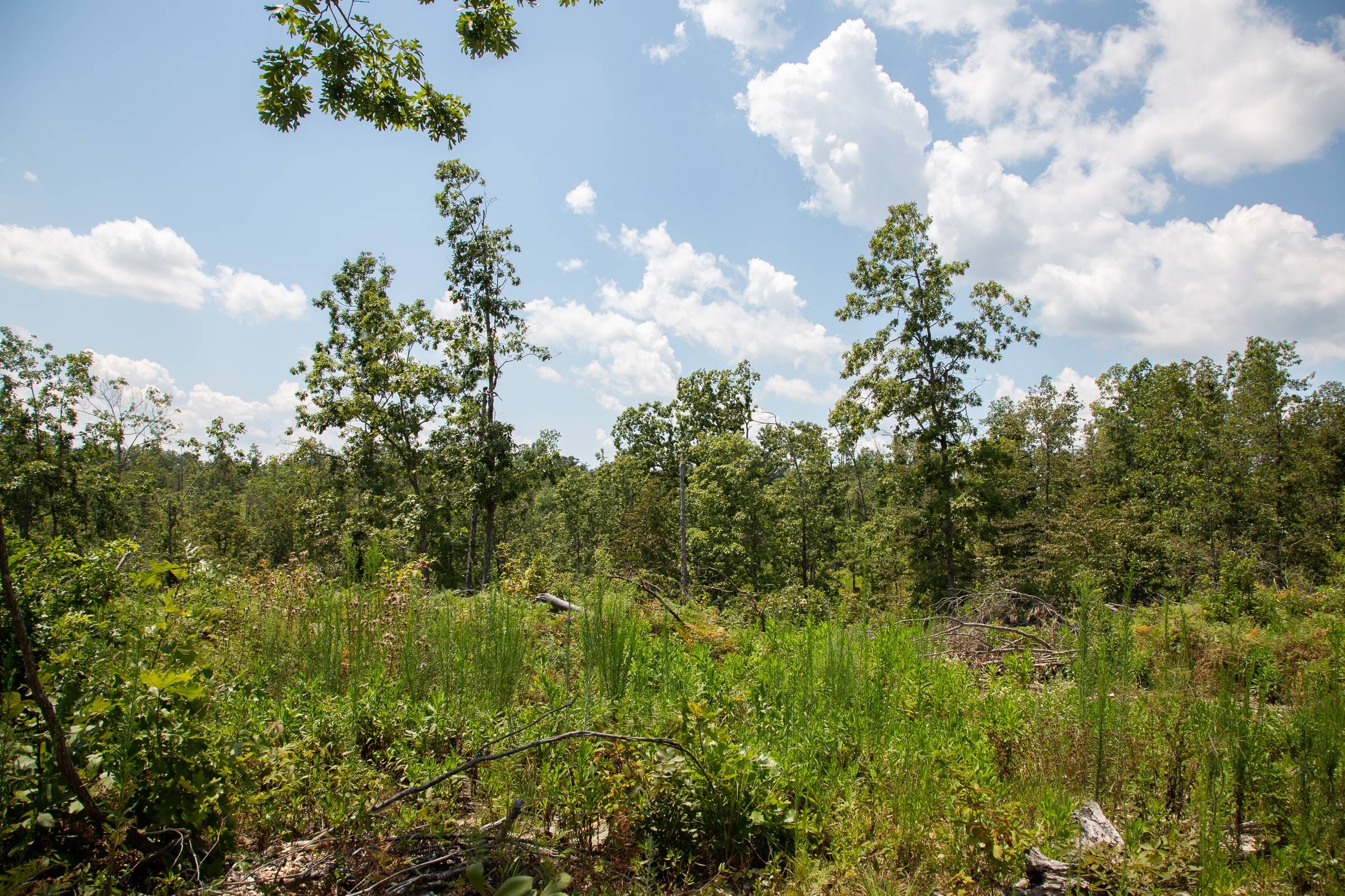 Borgmann’s Hollow Phase I Tract 4 photo 8