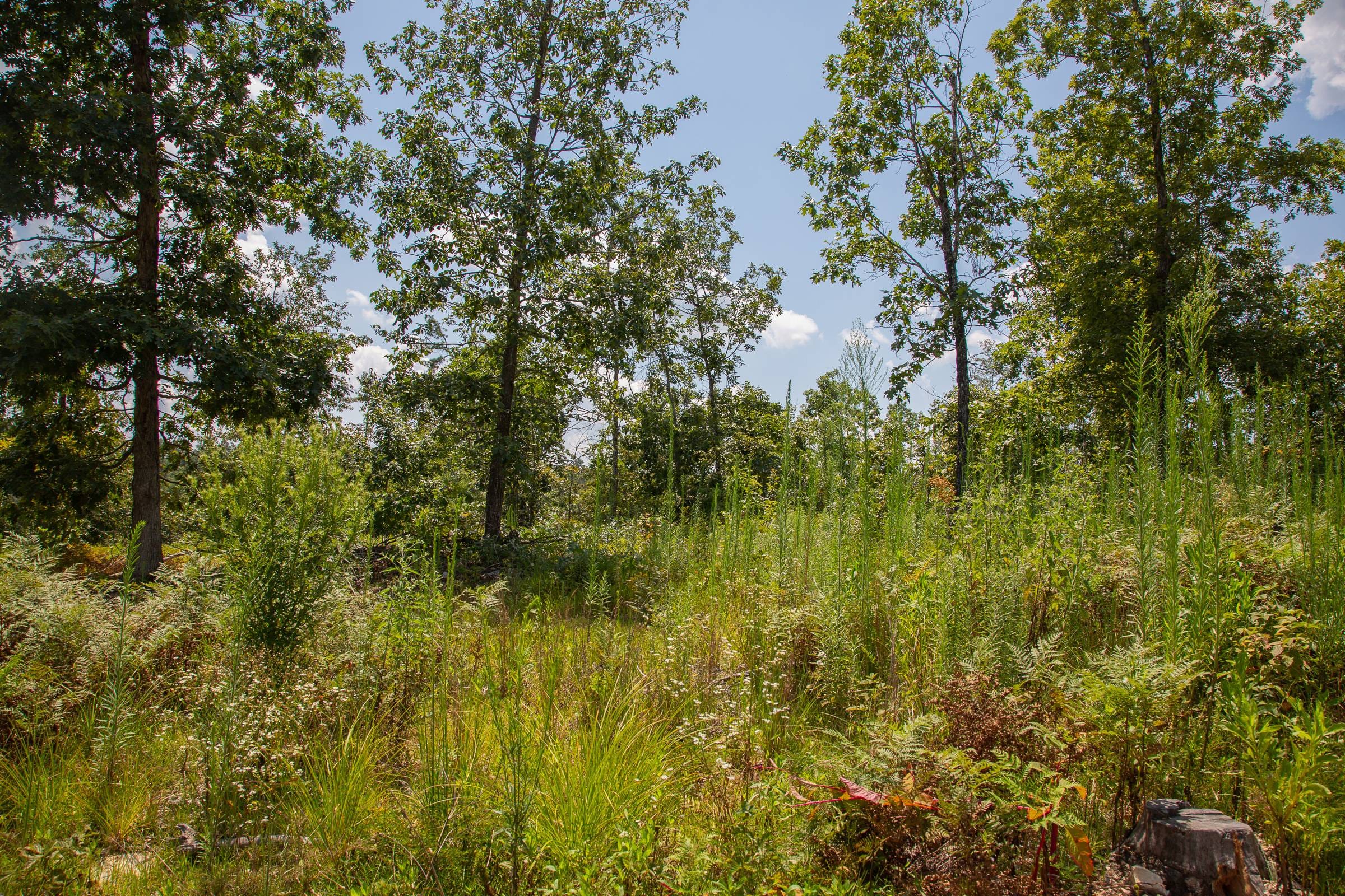 Borgmann’s Hollow Phase I Tract 4 photo 9