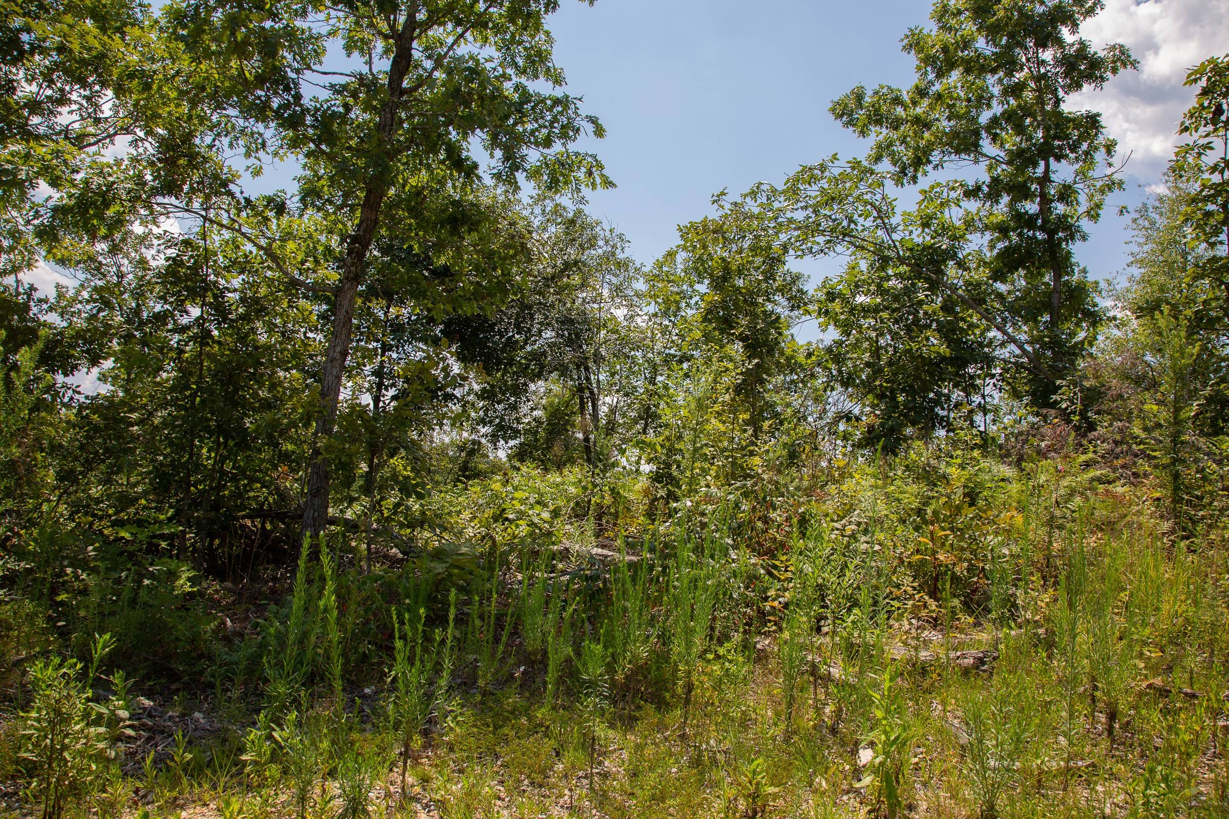 Borgmann’s Hollow Phase I Tract 4 photo 10