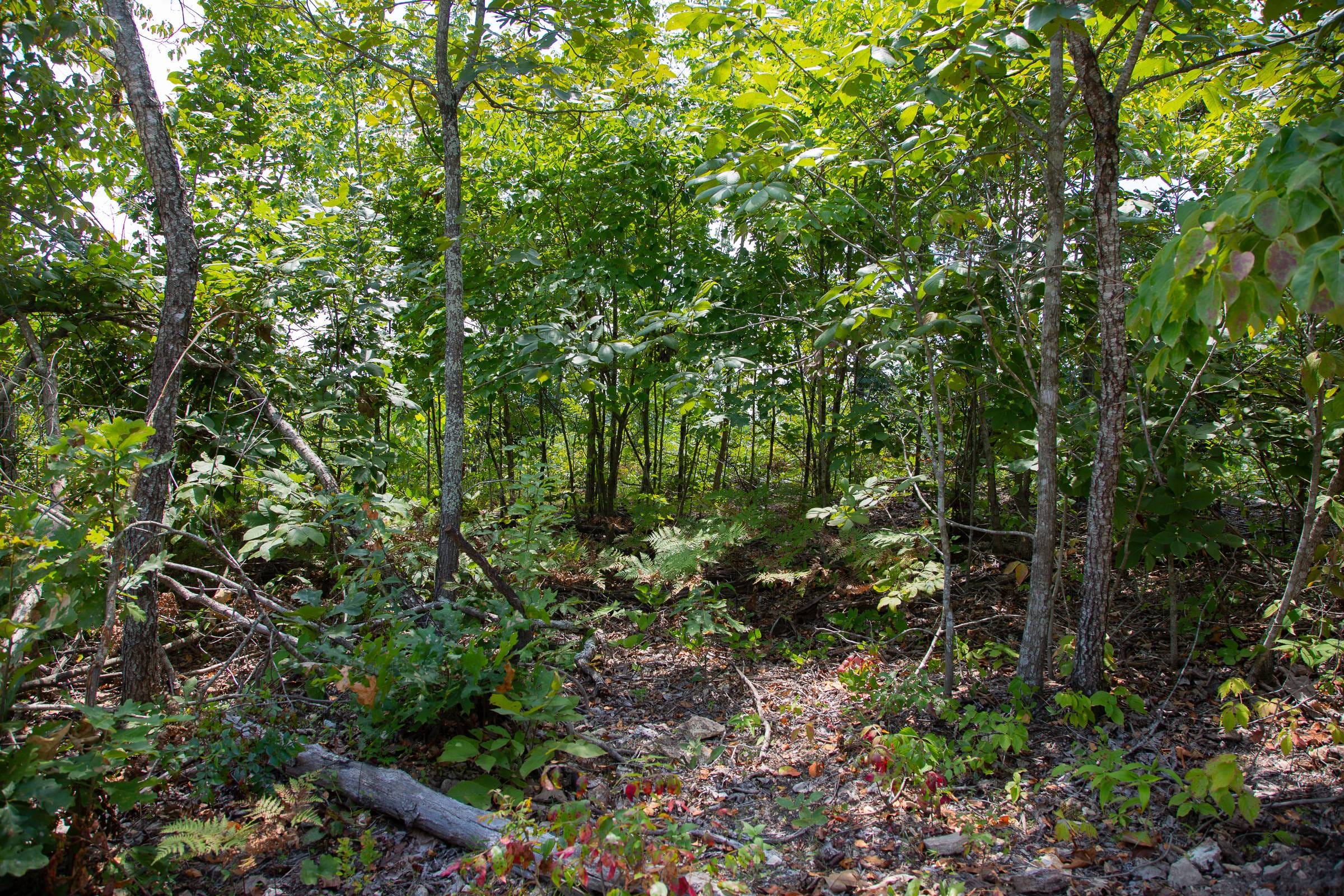 Borgmann’s Hollow Phase I Tract 4 photo 11