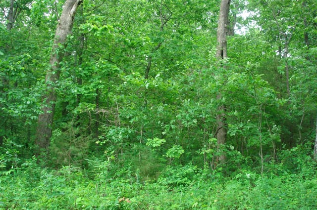 Whispering Oaks Tract 12 photo 3