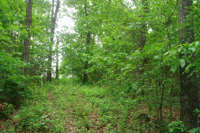 Whispering Oaks Tract 12 photo 5