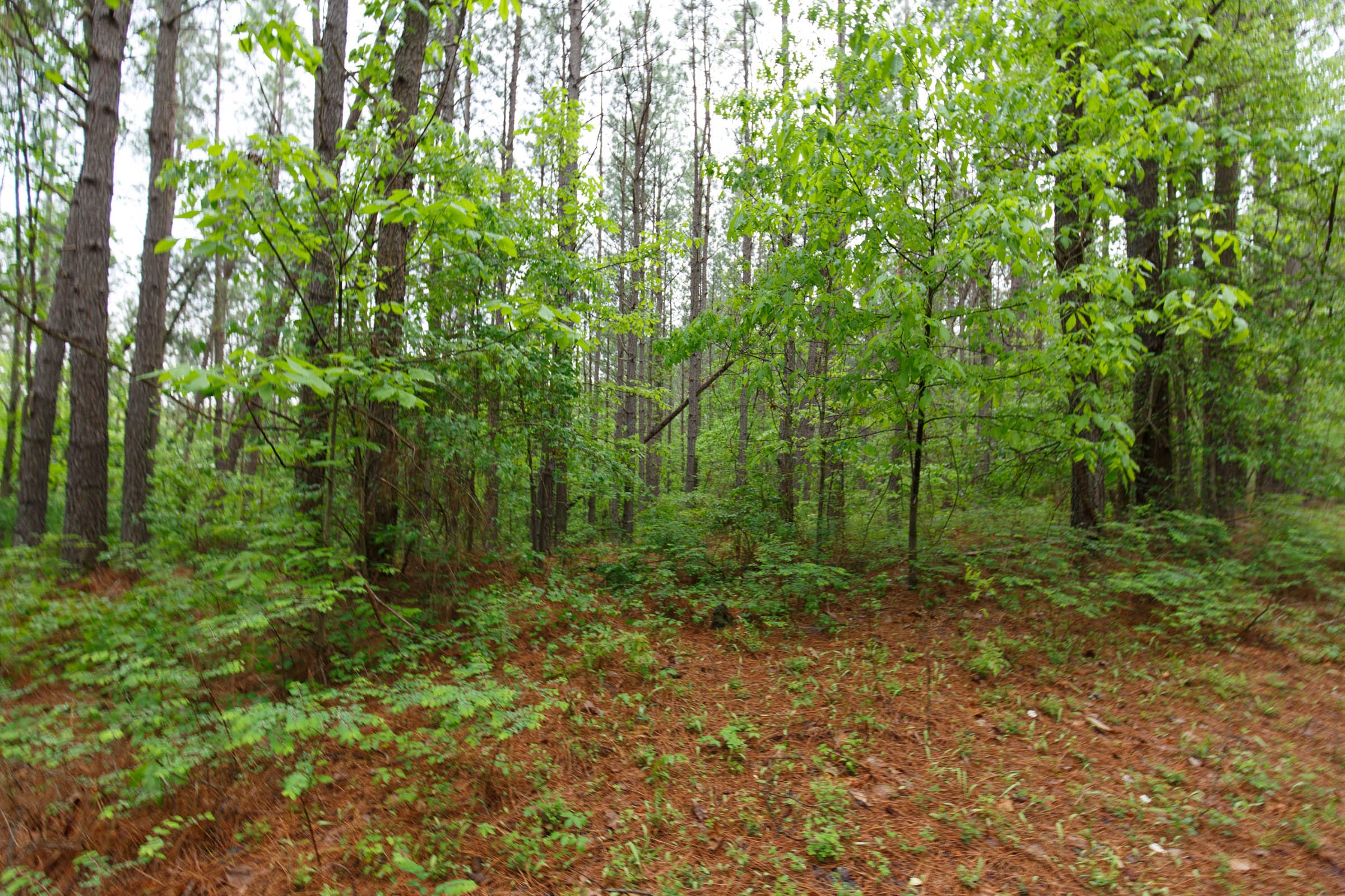 Red Barn Ranch Tract 22 photo 2