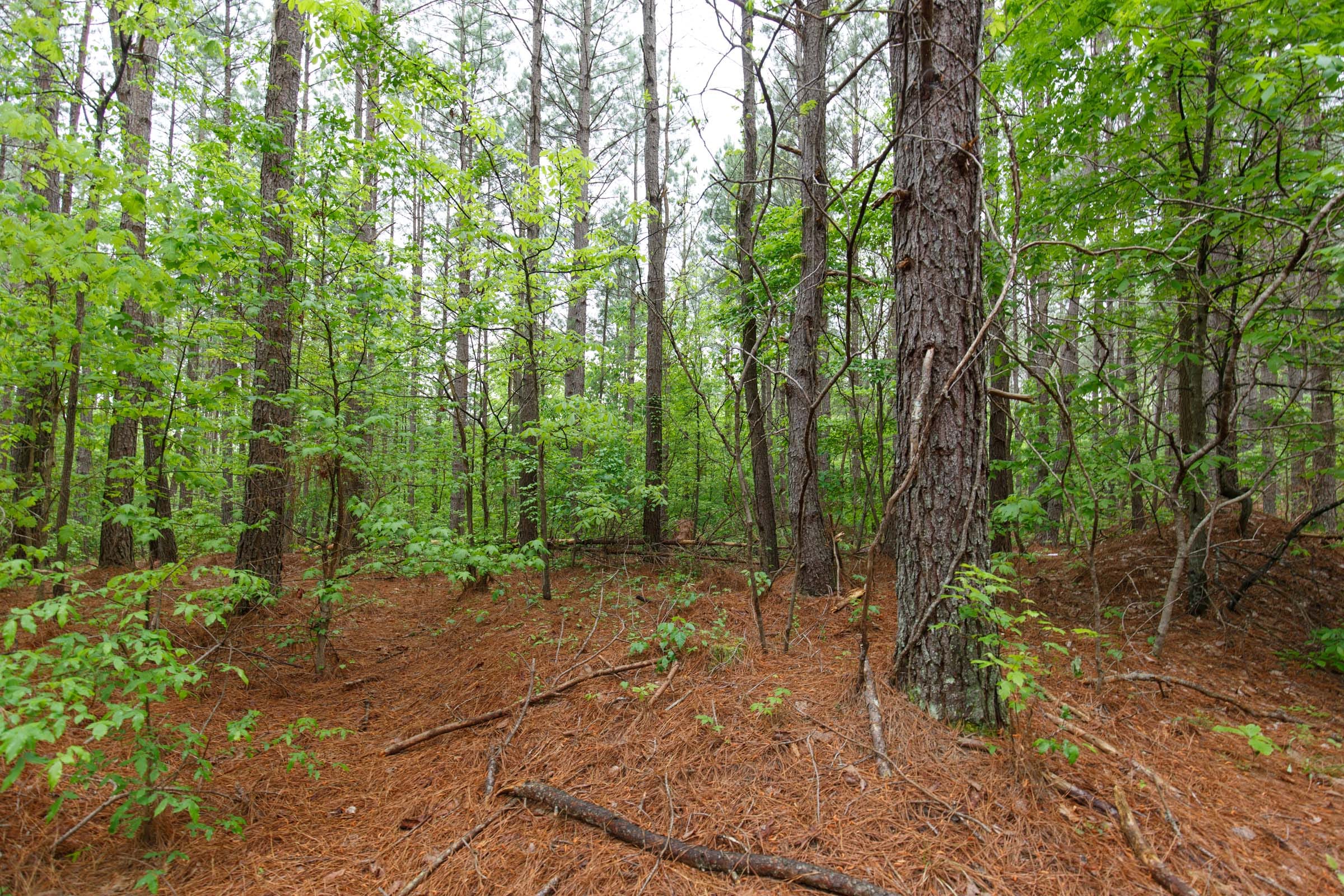 Red Barn Ranch Tract 22 photo 3