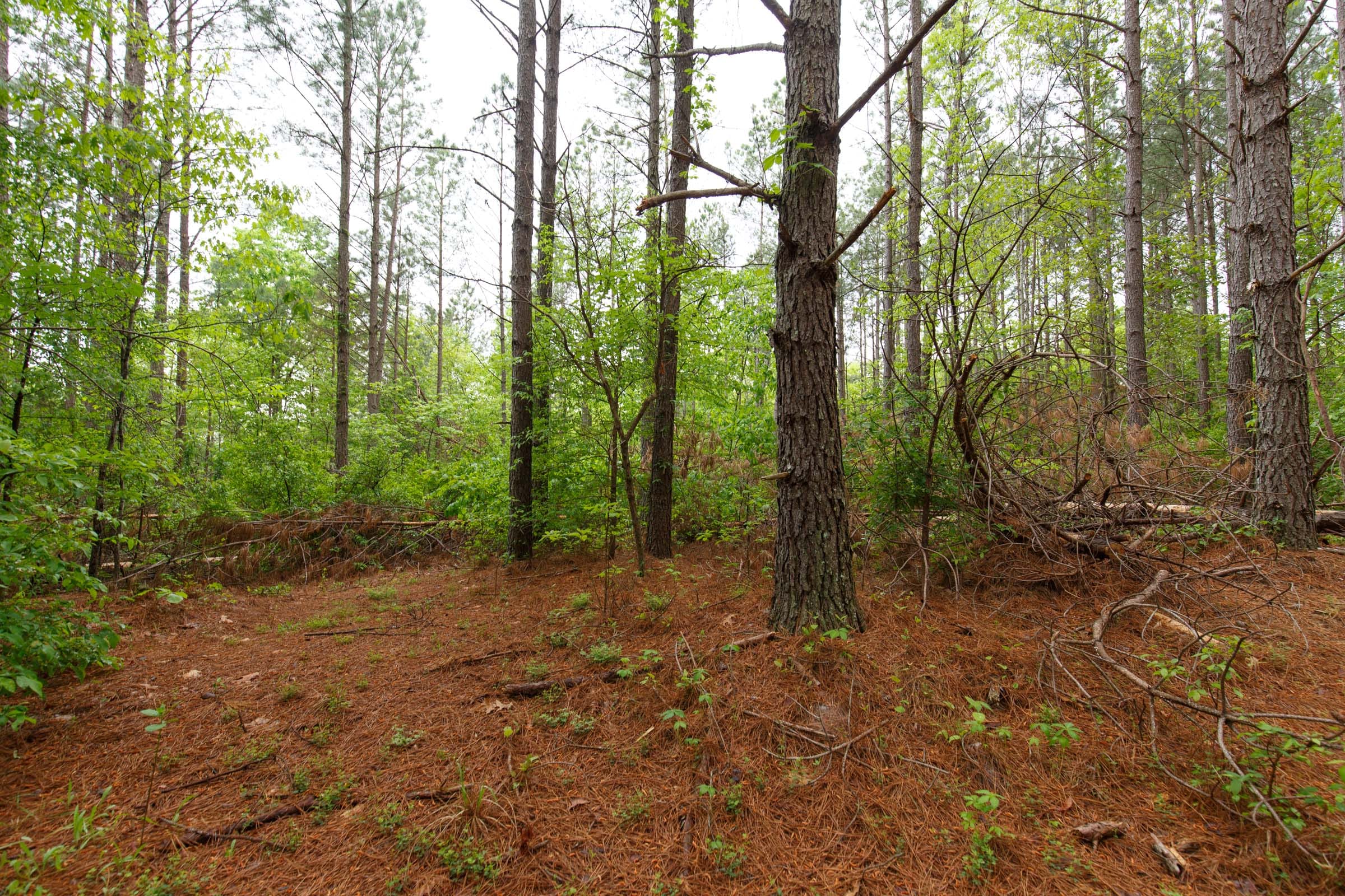 Red Barn Ranch Tract 22 photo 6