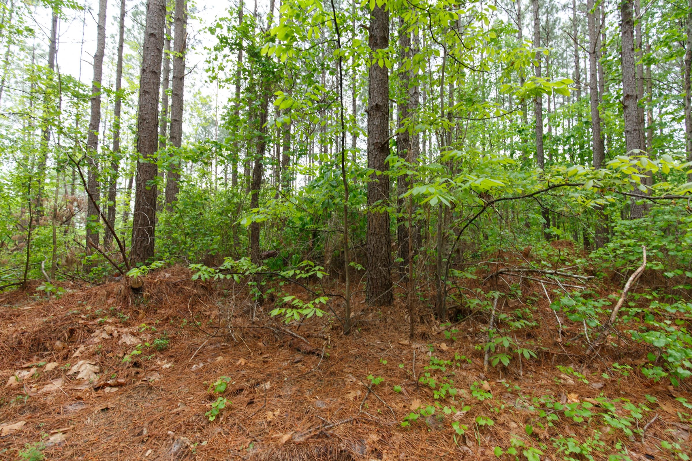 Red Barn Ranch Tract 22 photo 7