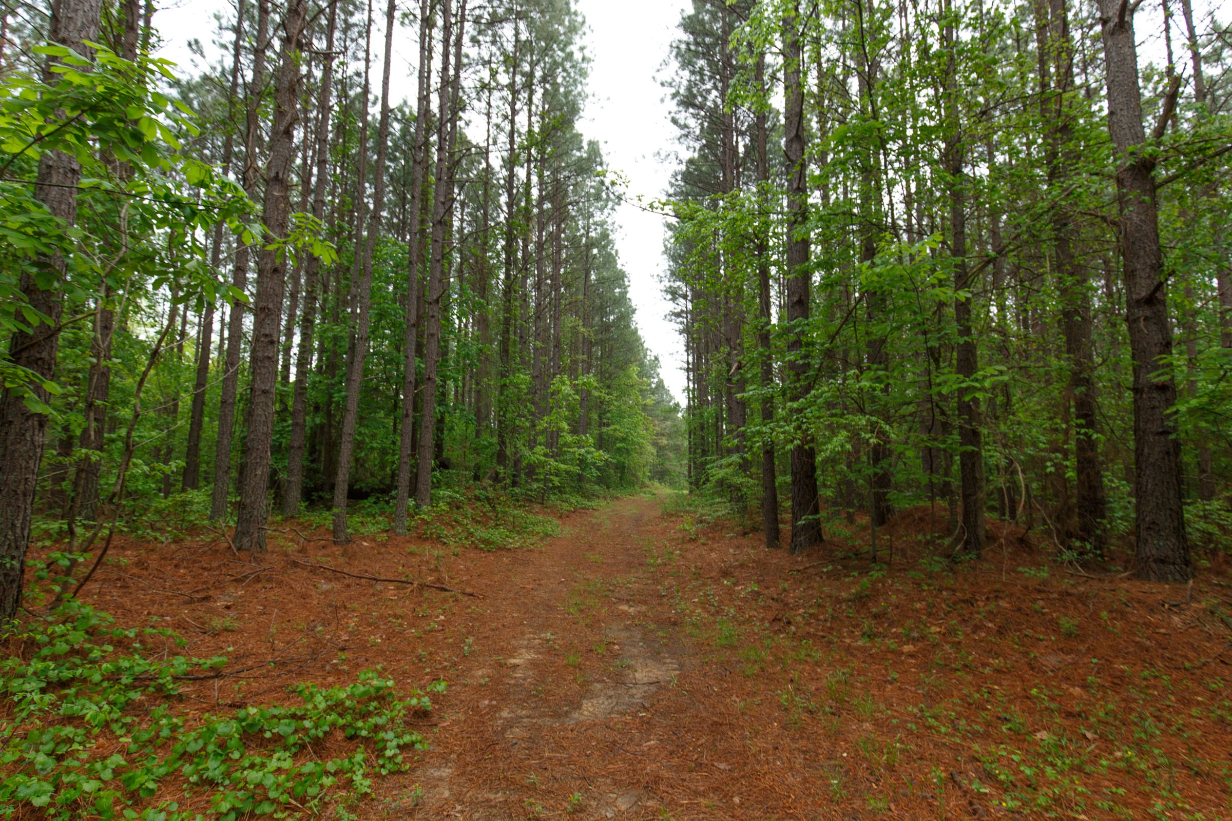 Red Barn Ranch Tract 22 photo 5