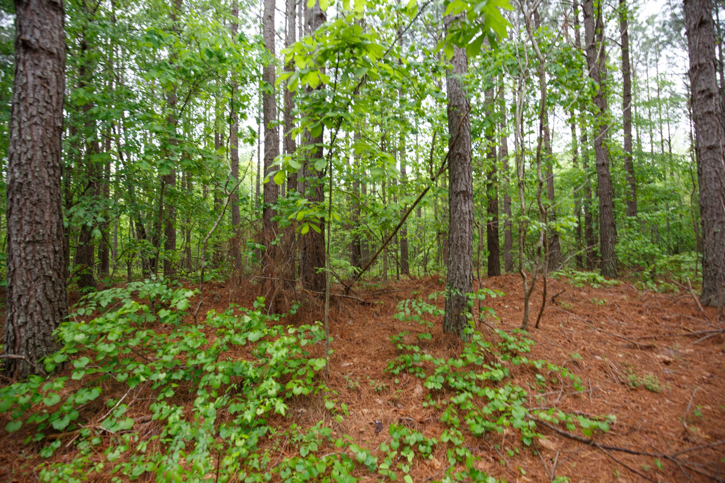 Red Barn Ranch Tract 22 photo 9