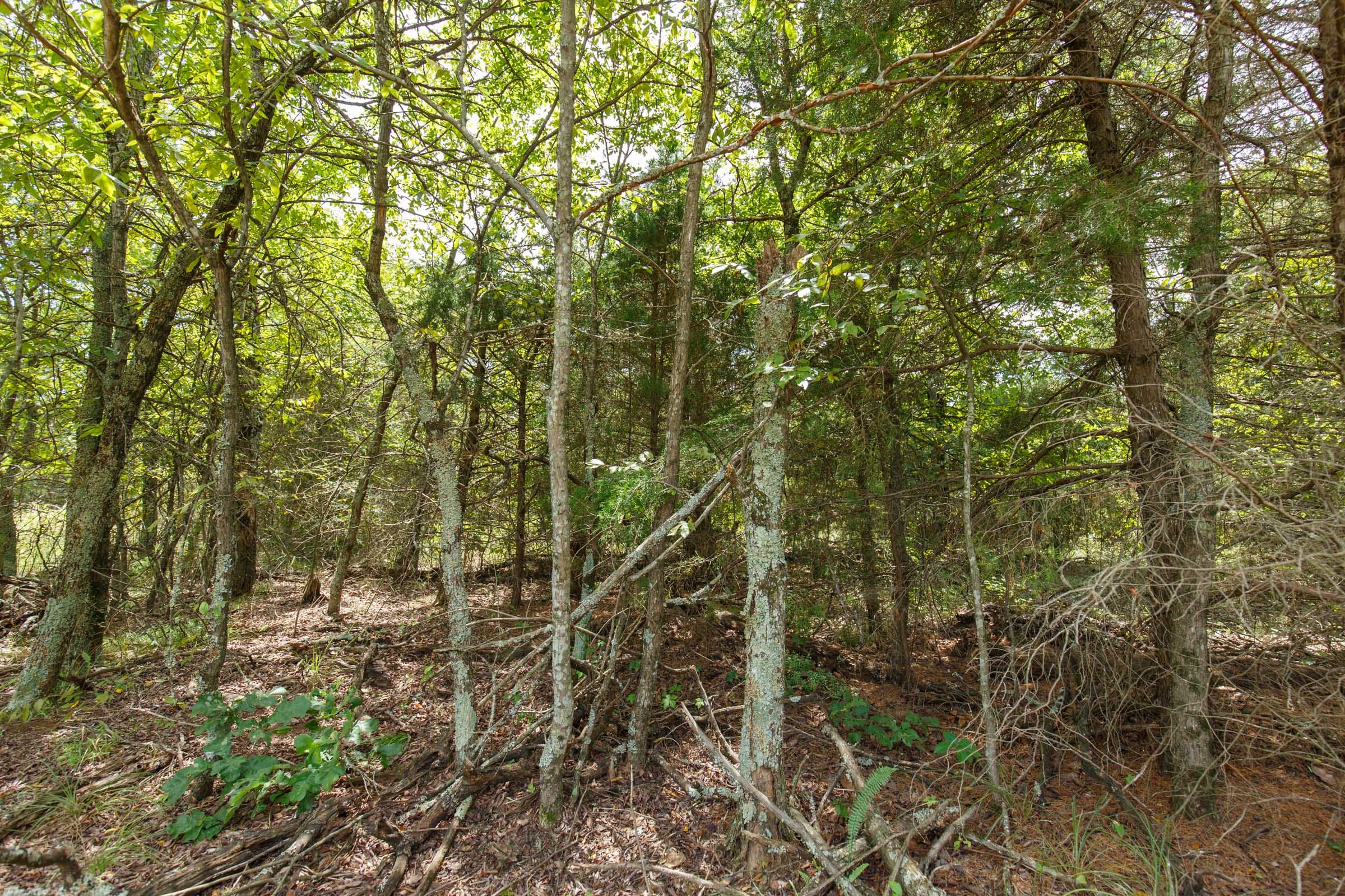 Timber Ridge Tract 13 photo 2