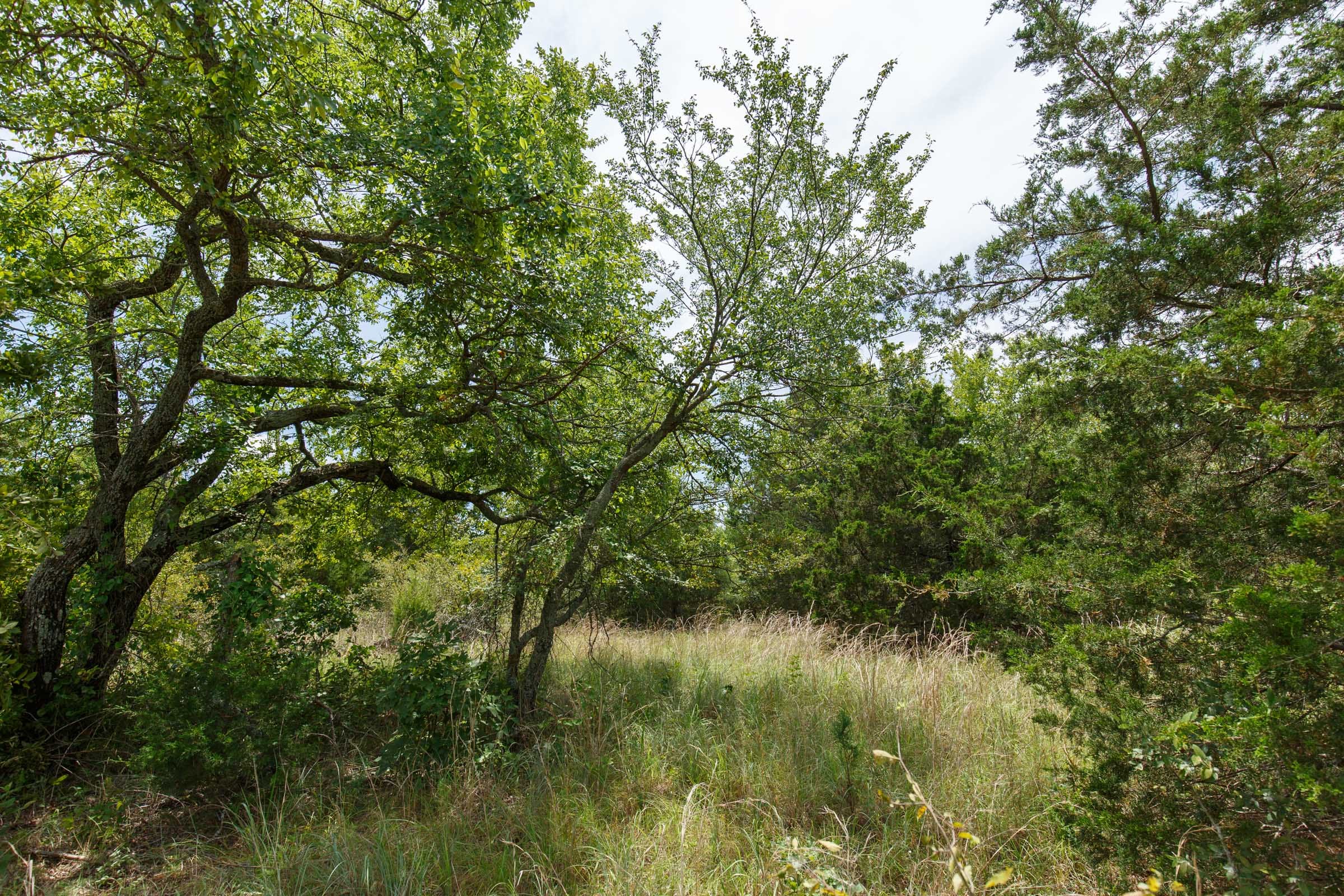 Timber Ridge Tract 13 photo 6