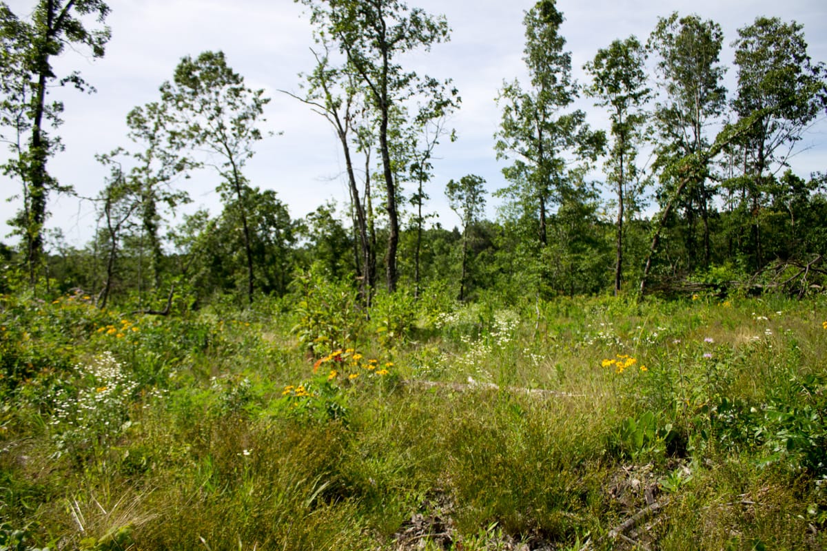 Timber Crossing Tract 13 photo 4