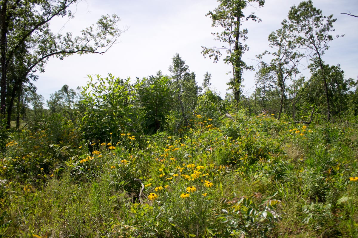 Timber Crossing Tract 13 photo 1