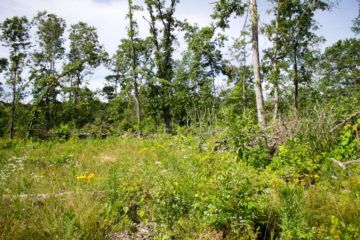 Timber Crossing Tract 13 photo 5