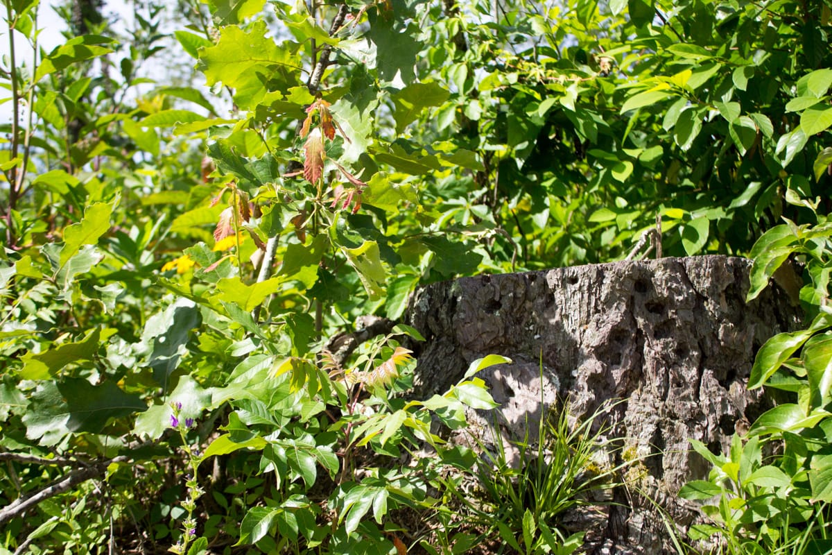 Timber Crossing Tract 13 photo 6