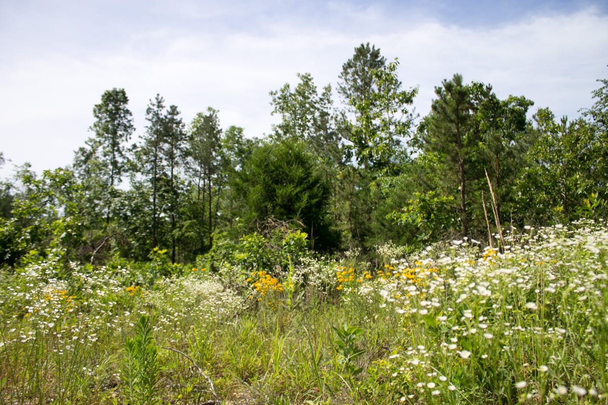 Timber Crossing Tract 13 photo 7