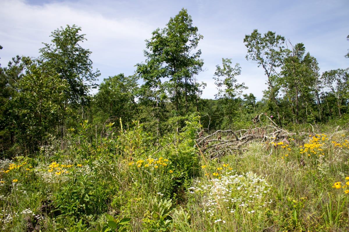 Timber Crossing Tract 13 photo 8