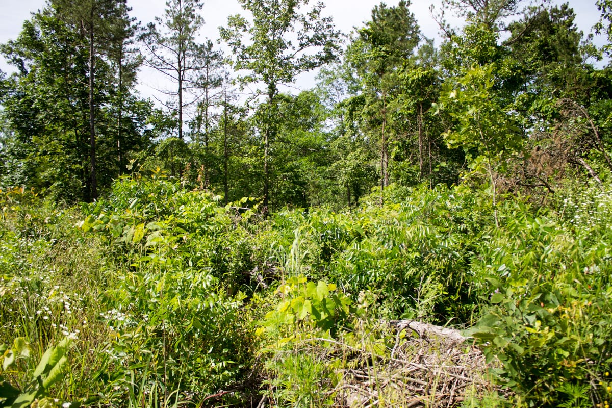 Timber Crossing Tract 13 photo 9