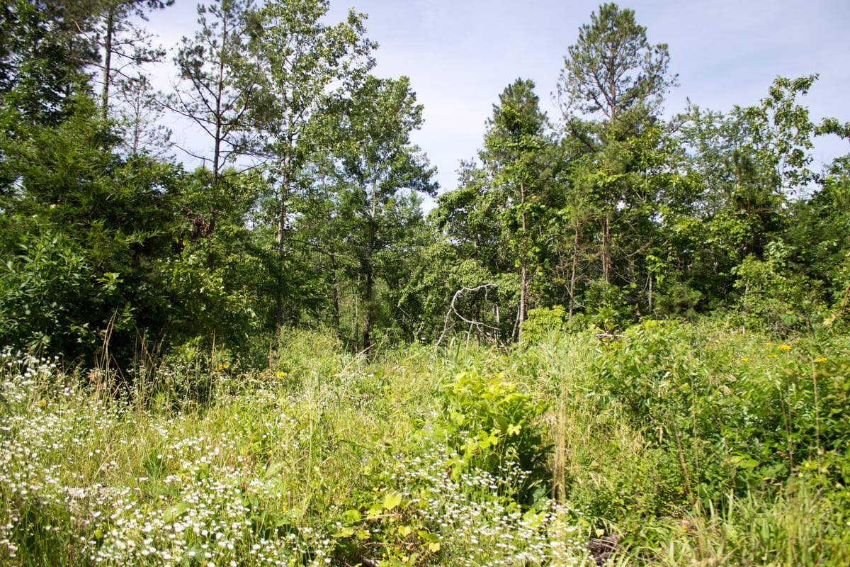 Timber Crossing Tract 13 photo 10