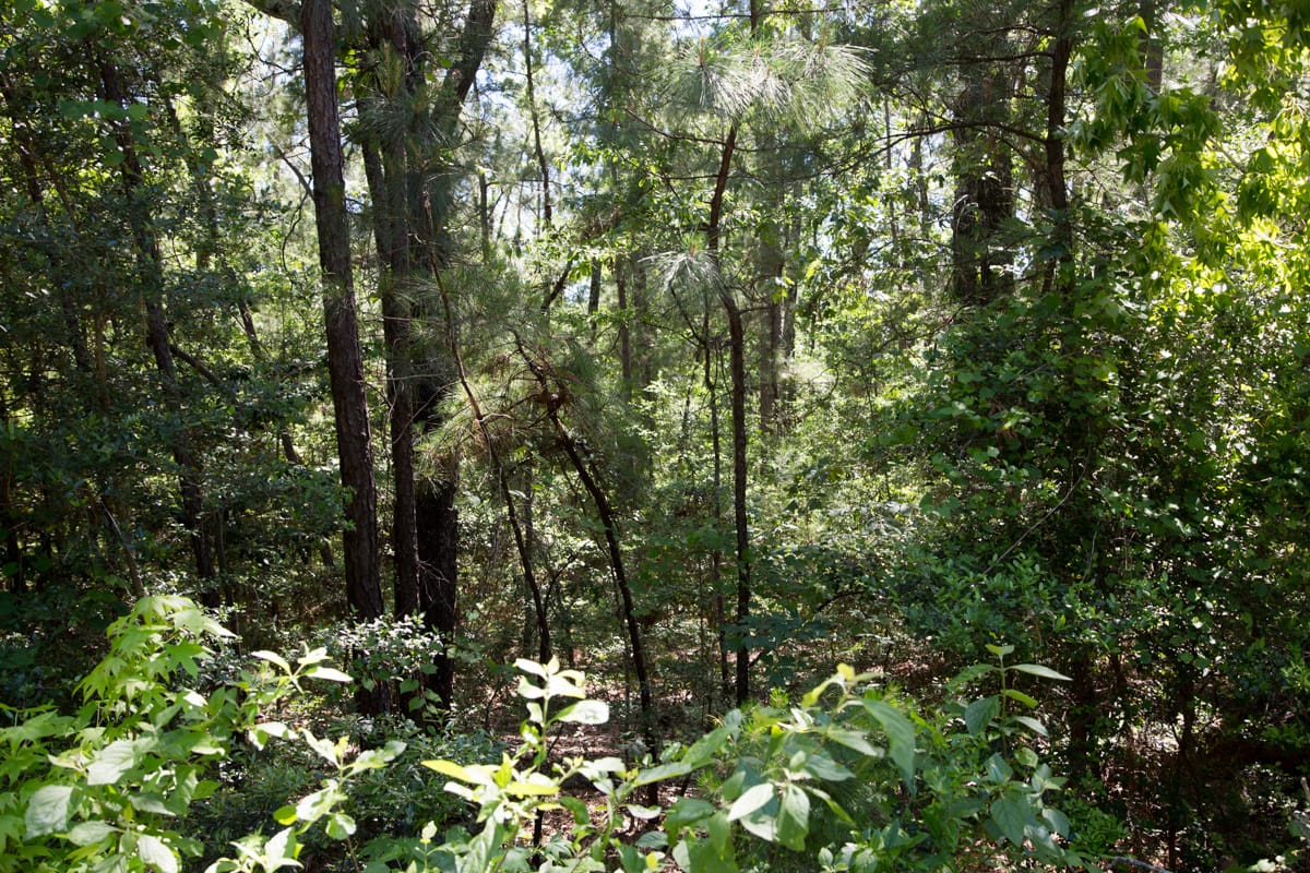 Rayburn Country Tract 306 photo 3
