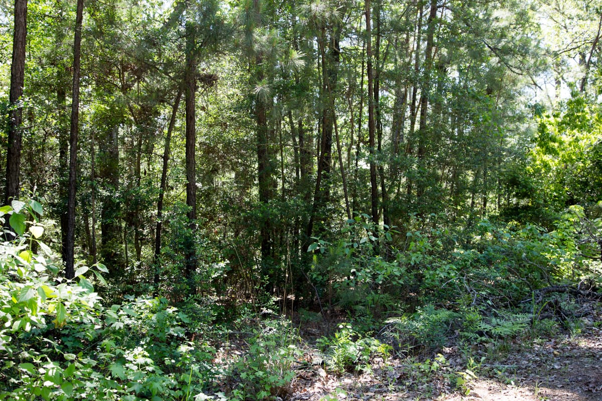 Rayburn Country Tract 306 photo 4