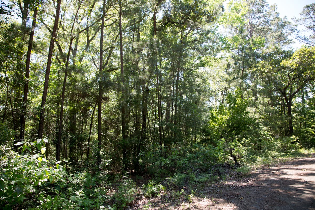 Rayburn Country Tract 306 photo 6