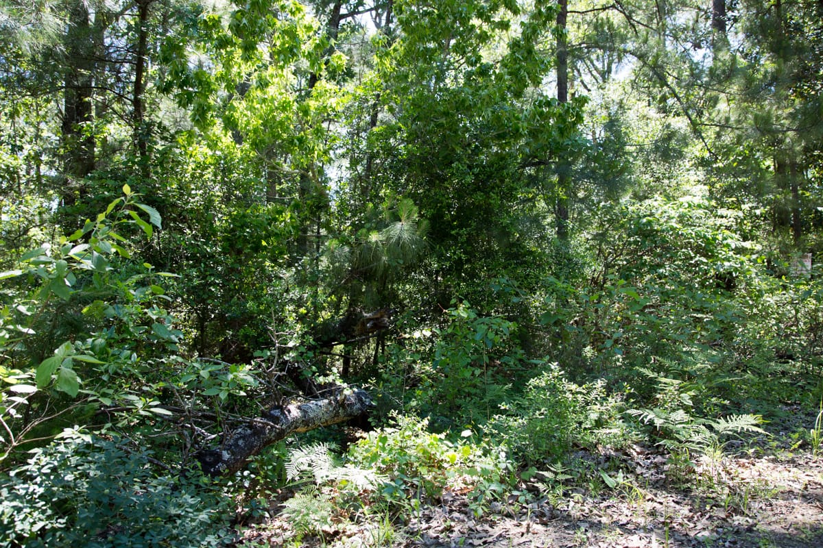 Rayburn Country Tract 306 photo 7