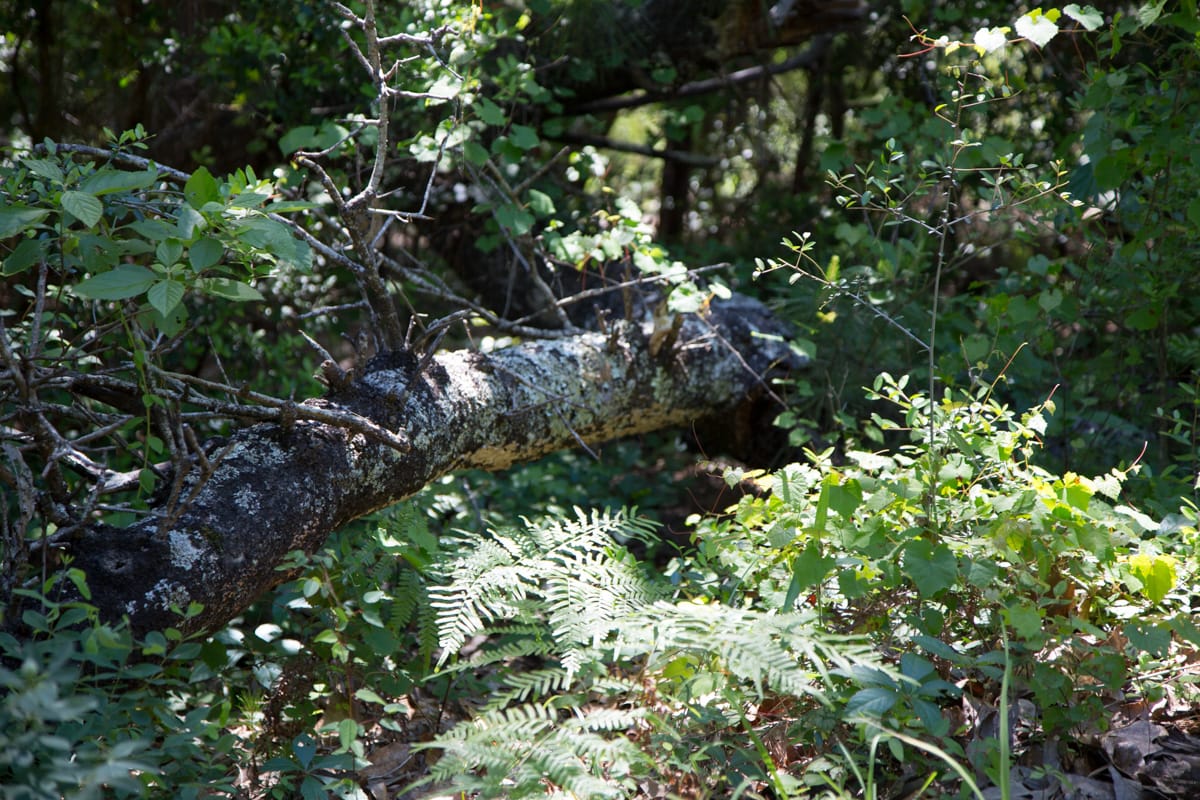 Rayburn Country Tract 306 photo 8