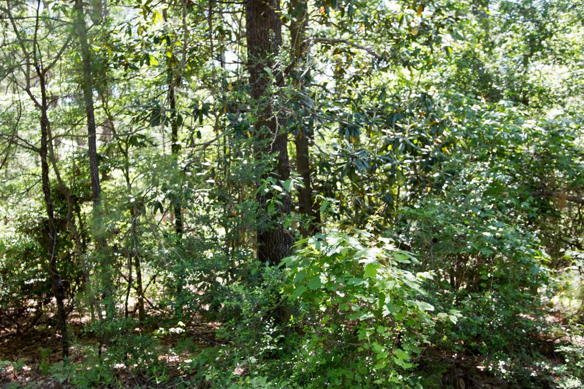 Rayburn Country Tract 306 photo 11