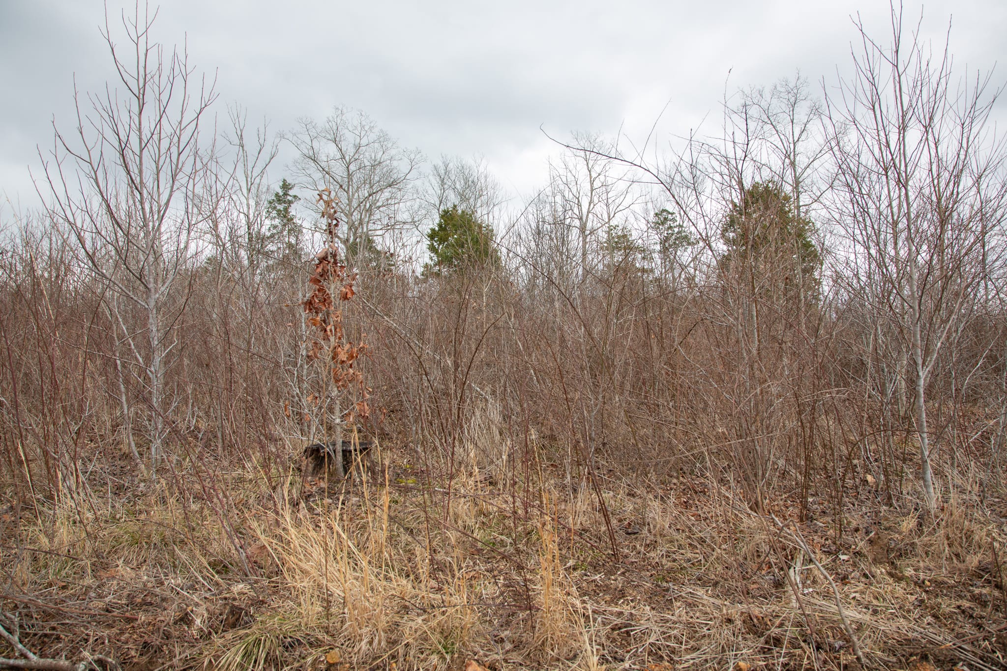 Southwind Ranch Tract 25 photo 2