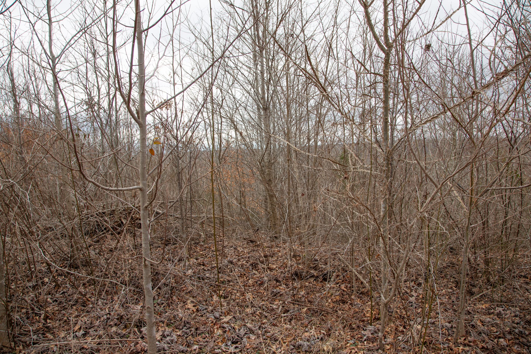 Southwind Ranch Tract 25 photo 11