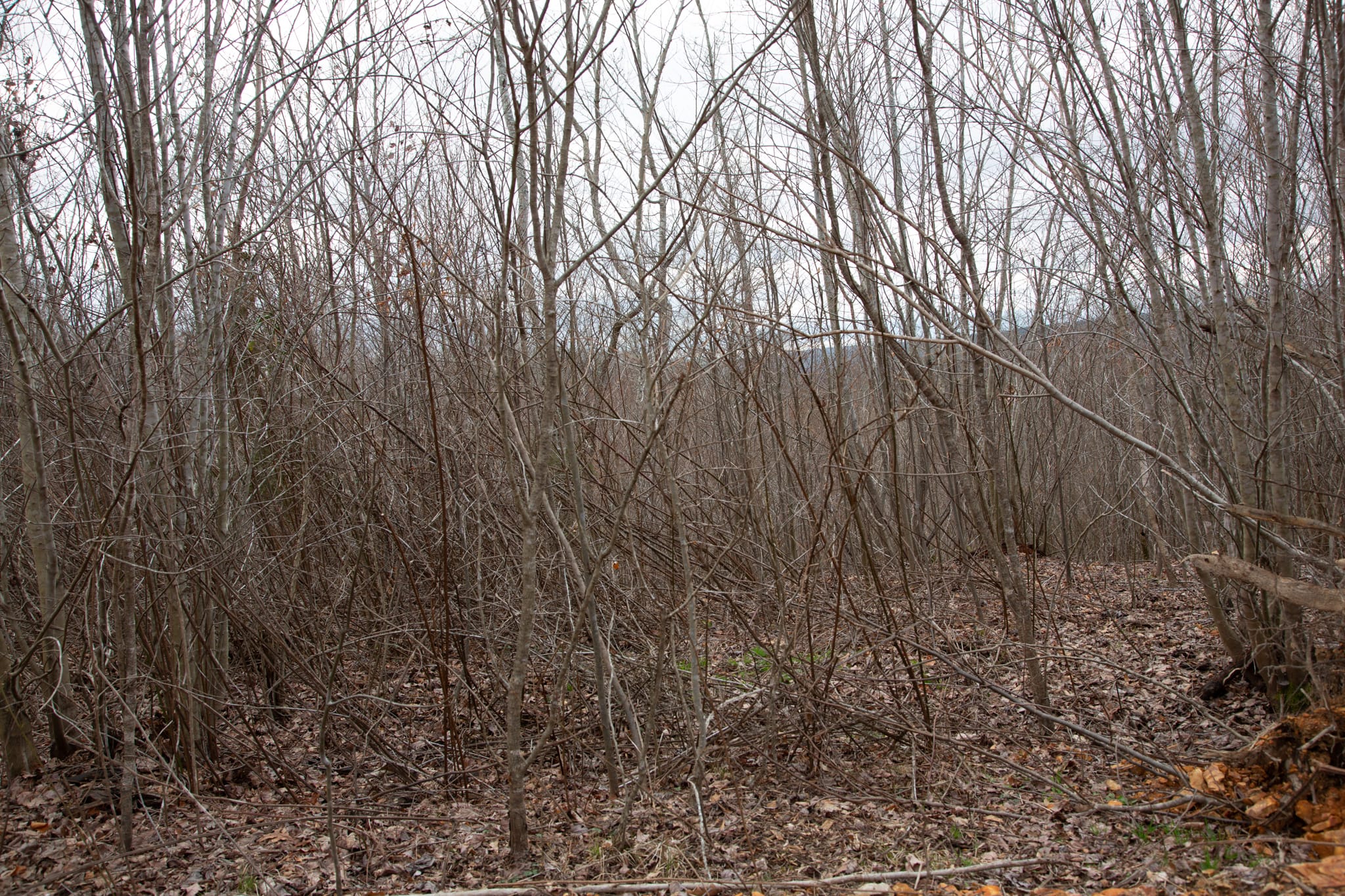Southwind Ranch Tract 25 photo 12