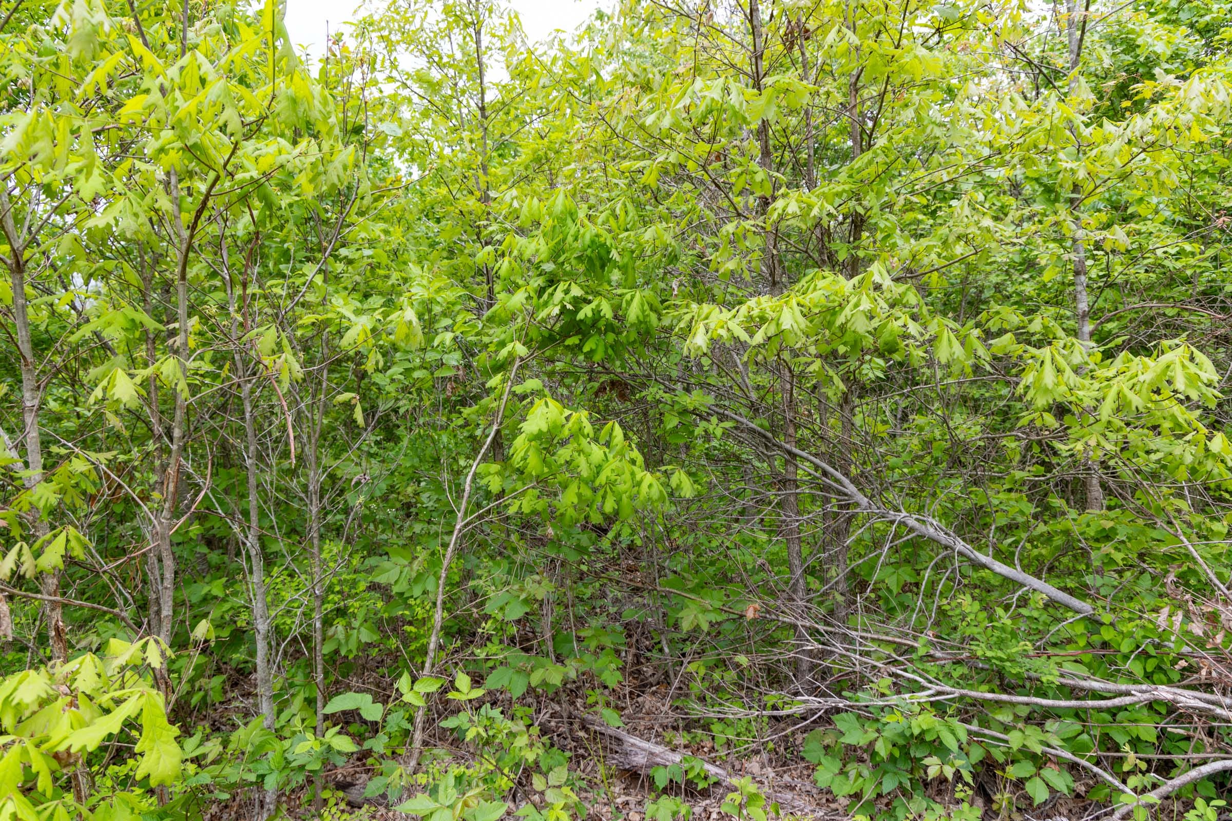 Sleepy Hollow Phase II Tract 87 photo 14