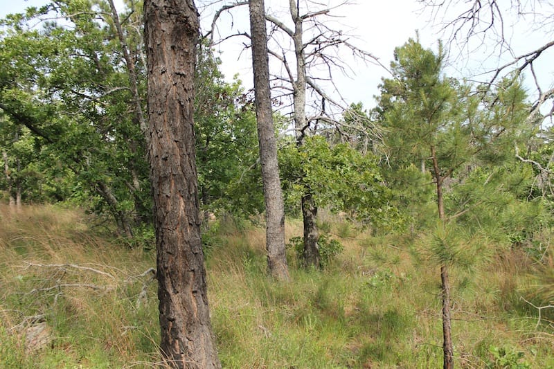 Indian Ridge – Phase II Tract 35 photo 8
