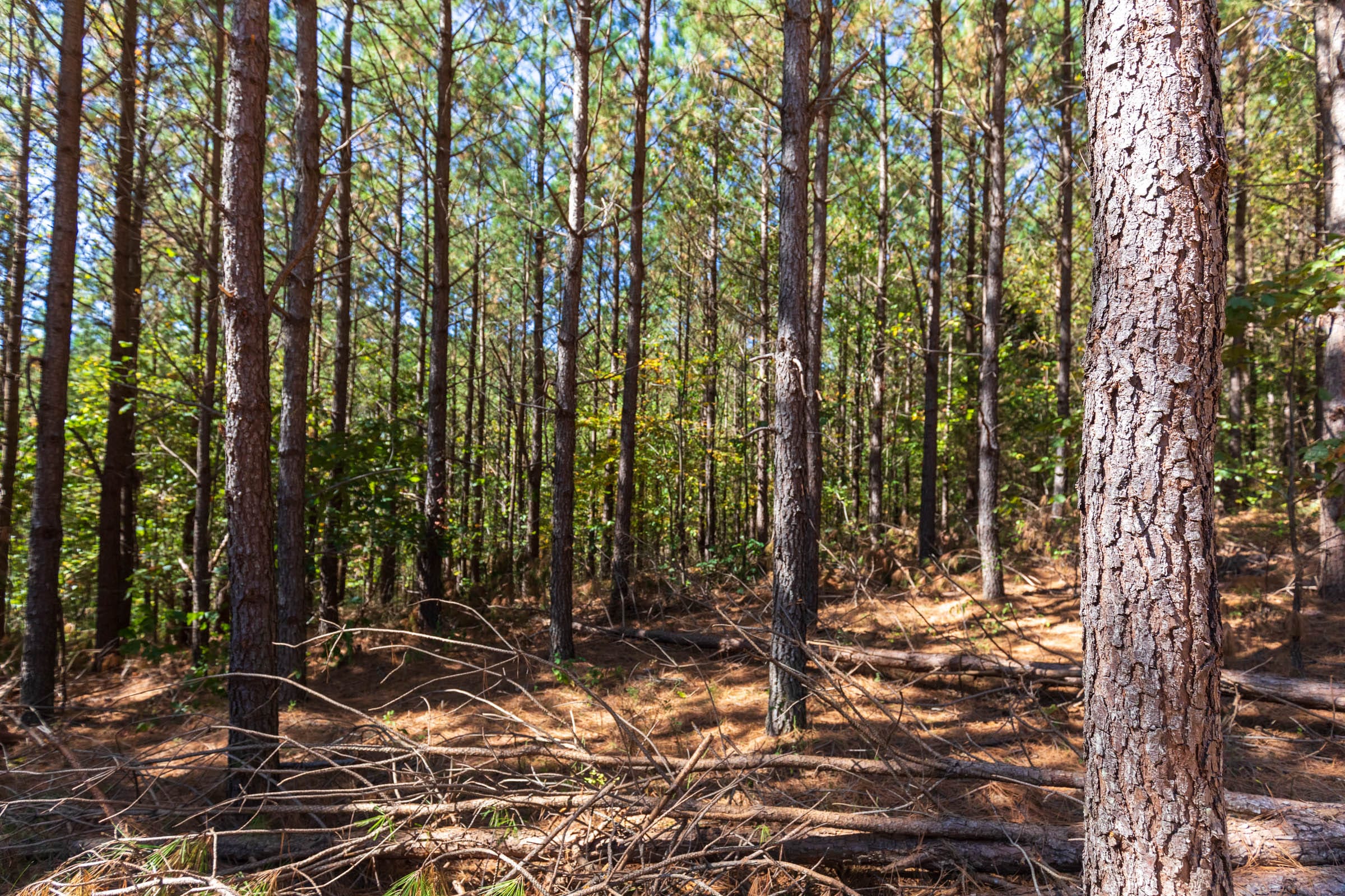 Bear Brook Tract 14 photo 2