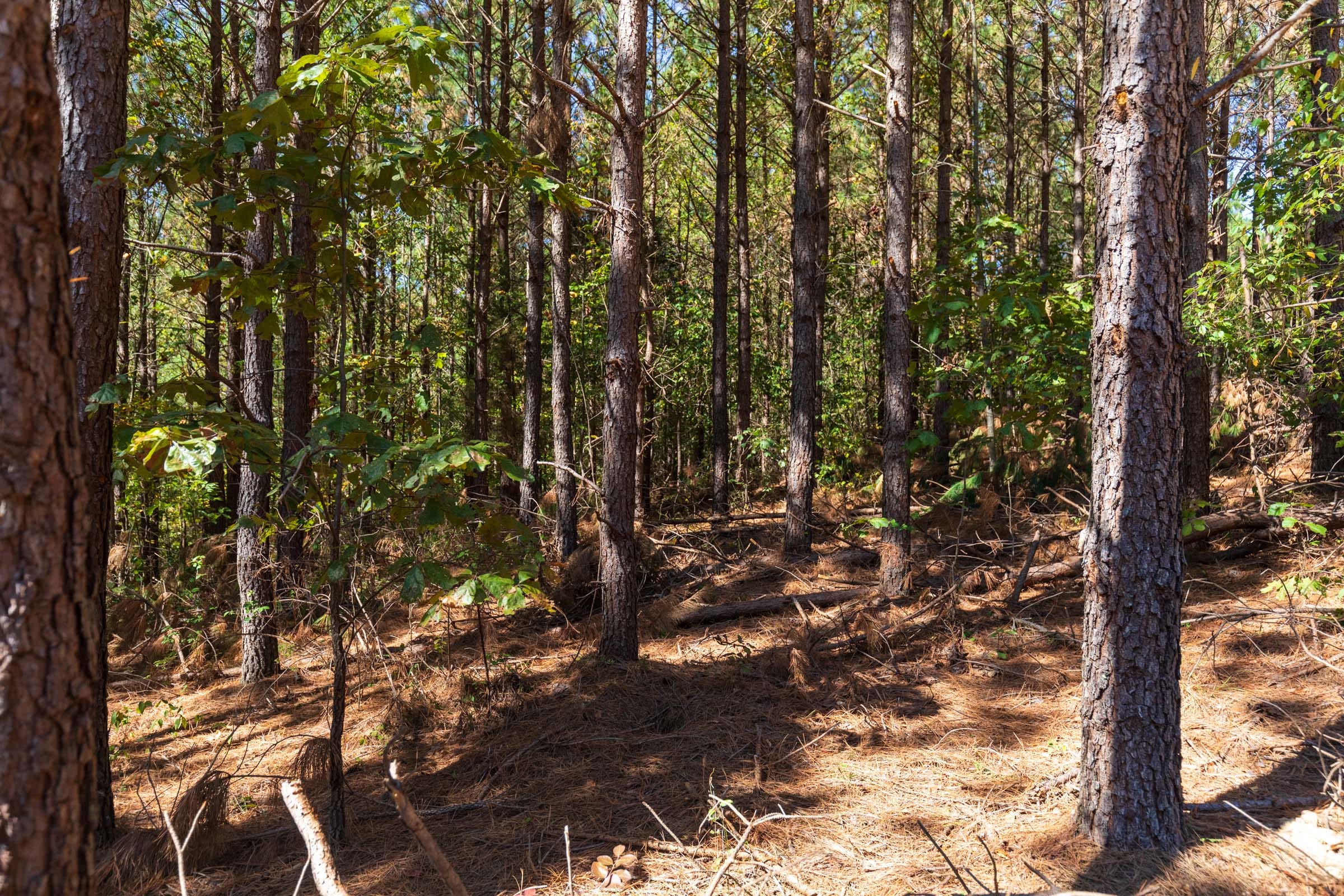 Bear Brook Tract 14 photo 6