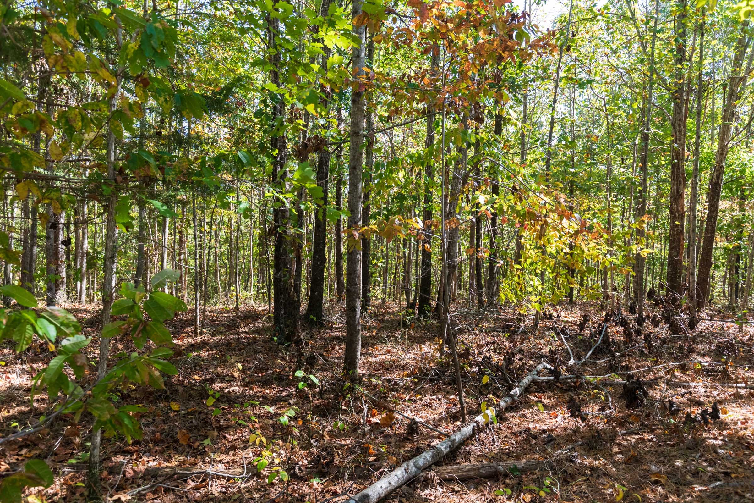 Bear Brook Tract 14 photo 5