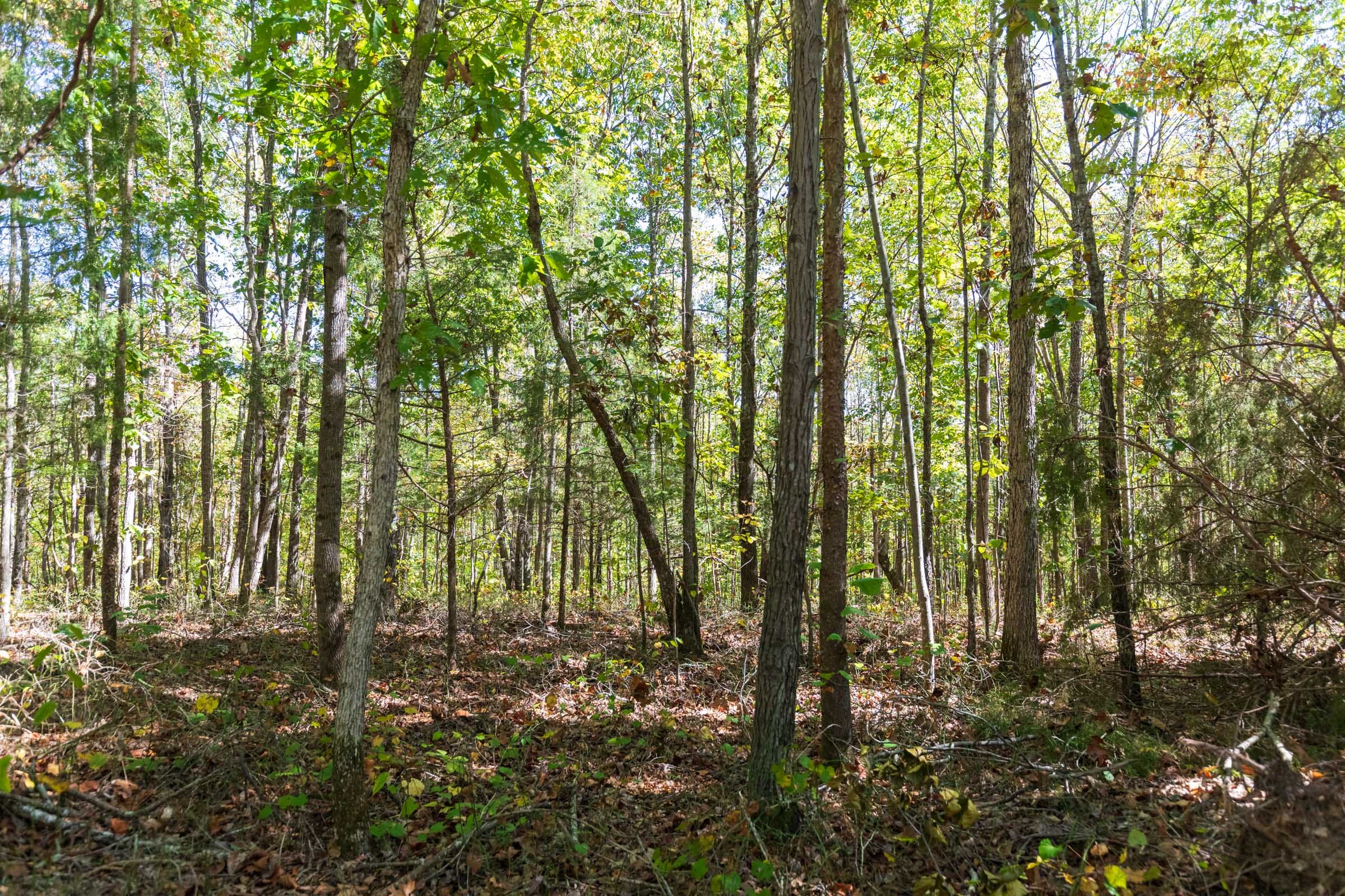 Bear Brook Tract 14 photo 8