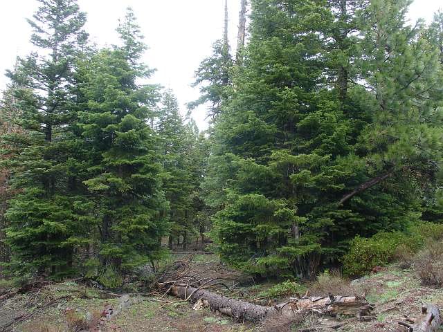 California Pines Tract 60 photo 7