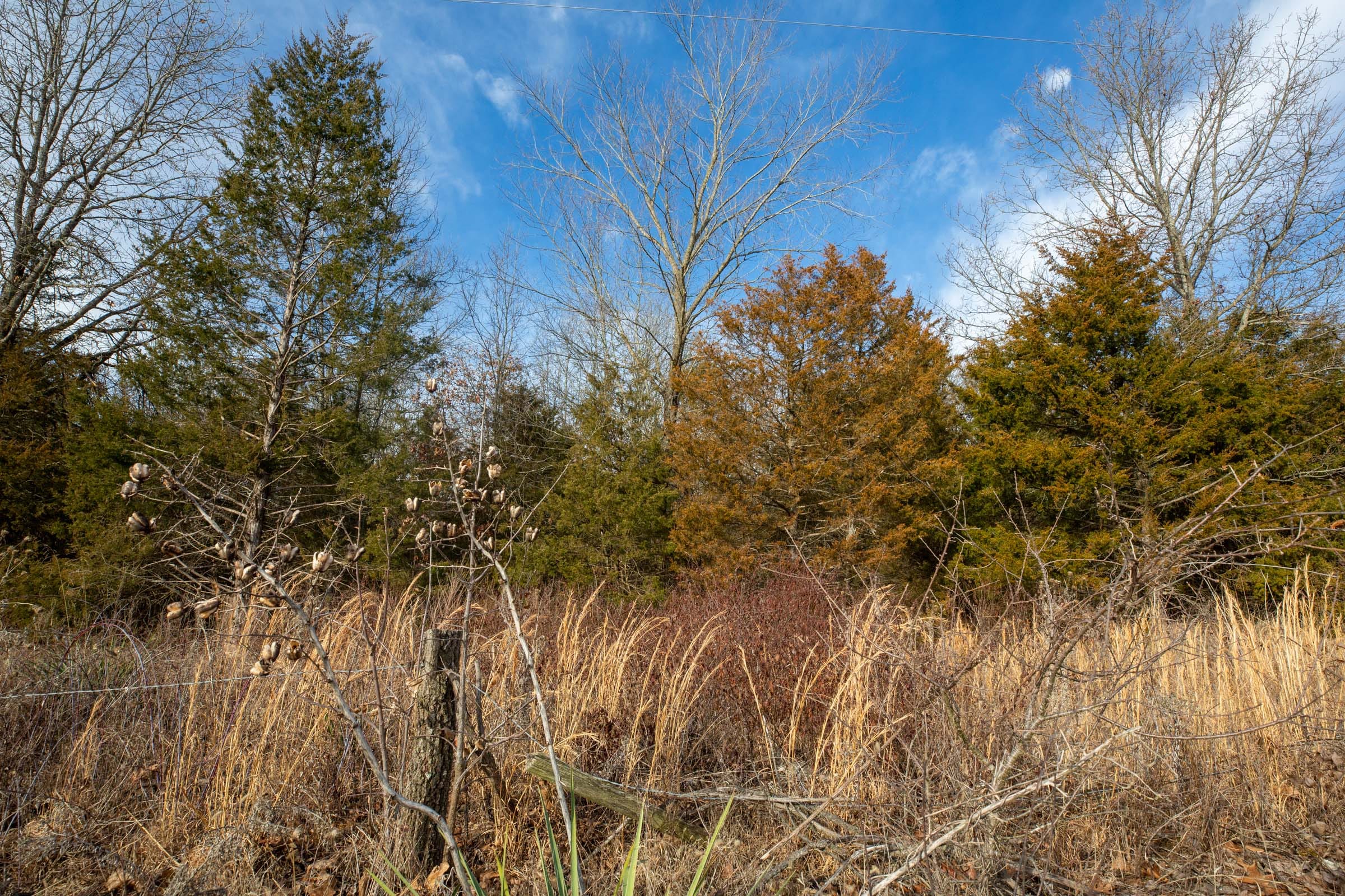 Forest Hill Tract 7 photo 7