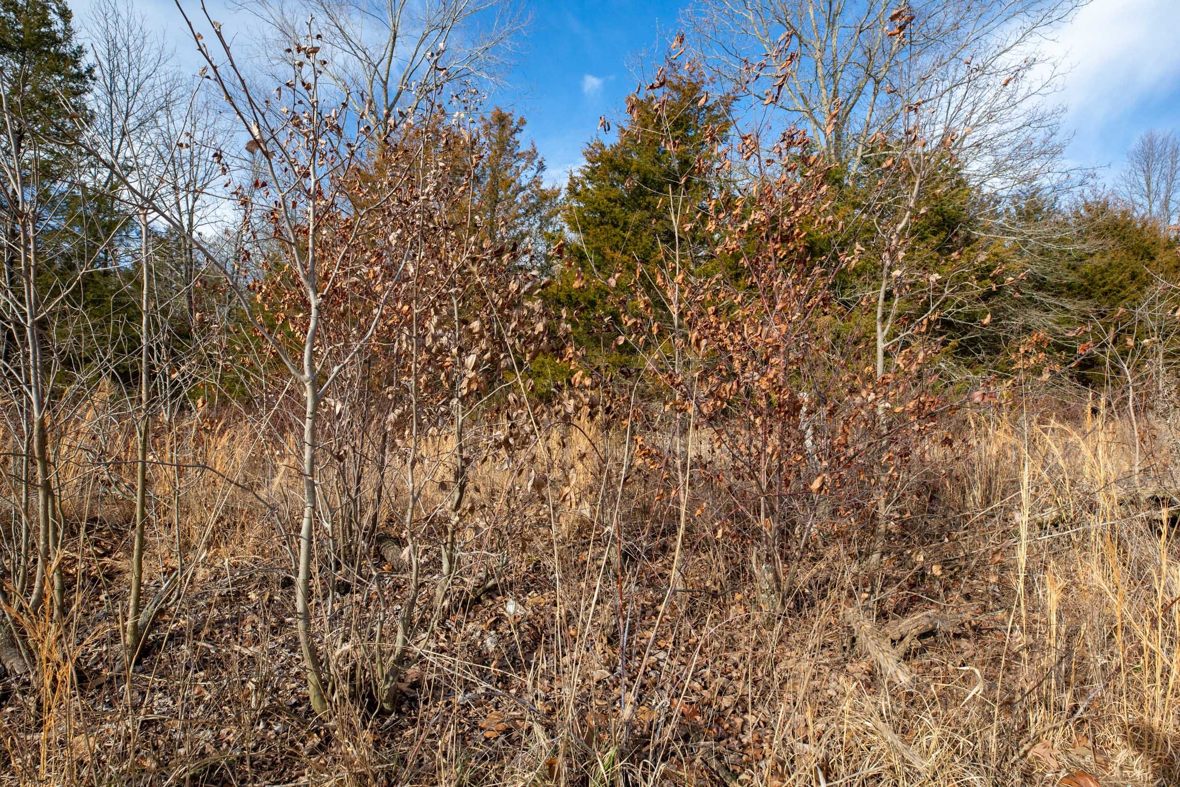 Forest Hill Tract 7 photo 8