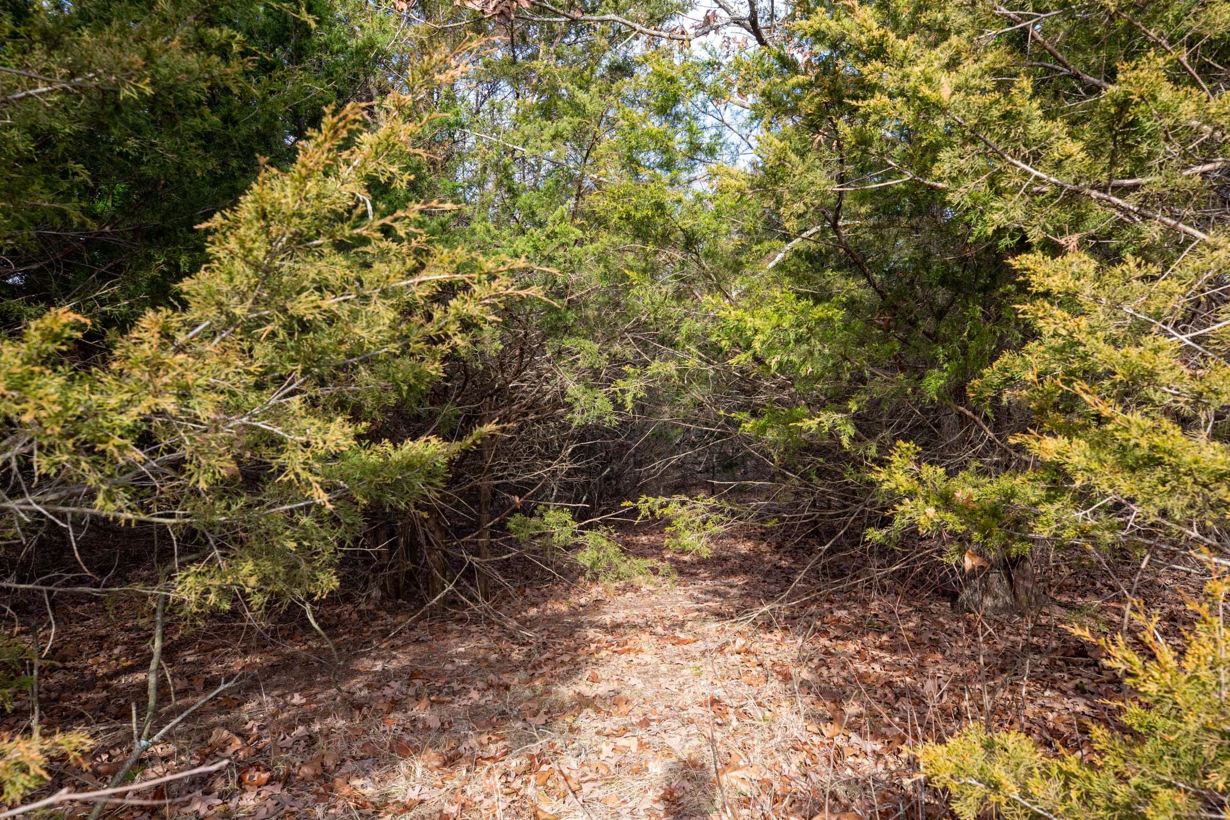 Forest Hill Tract 7 photo 3