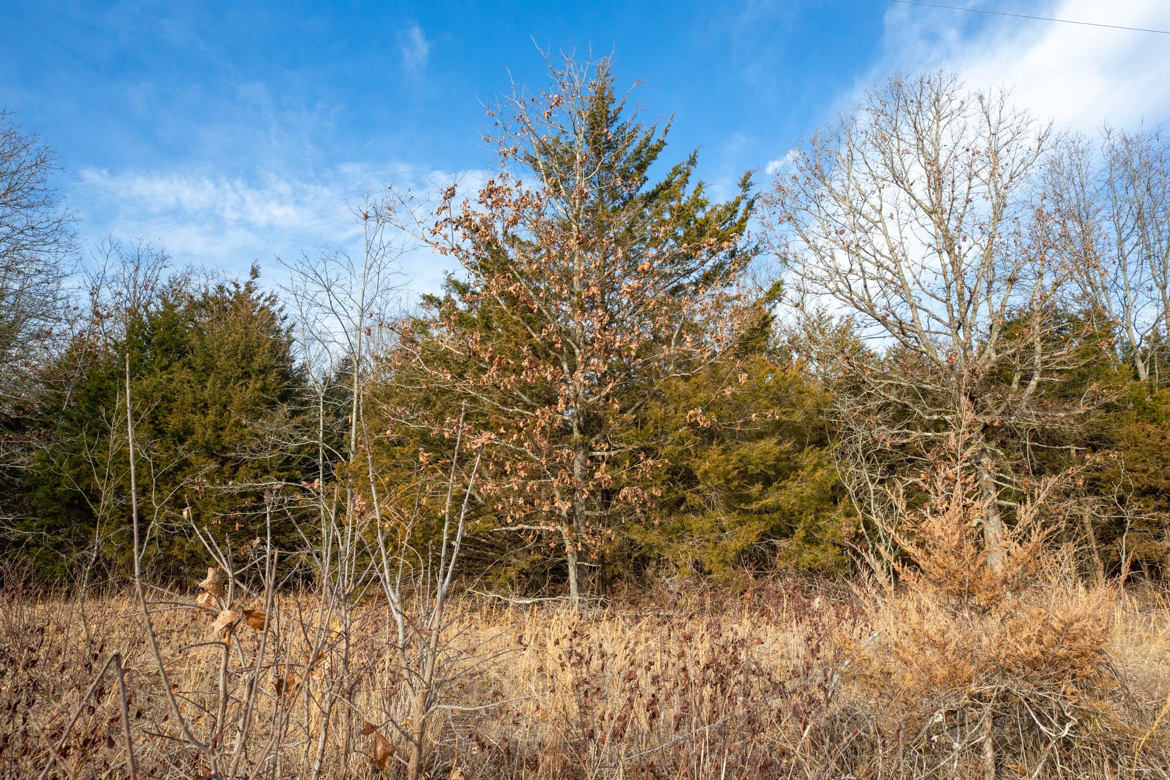 Forest Hill Tract 7 photo 9