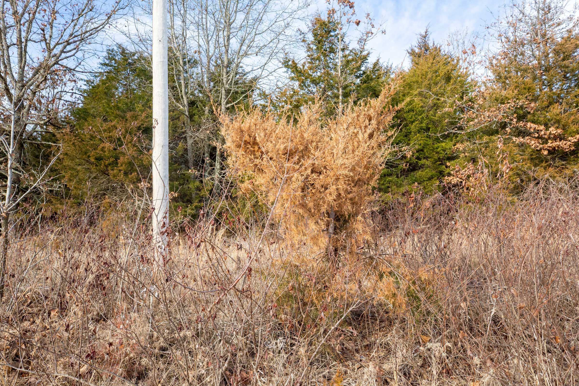 Forest Hill Tract 7 photo 10